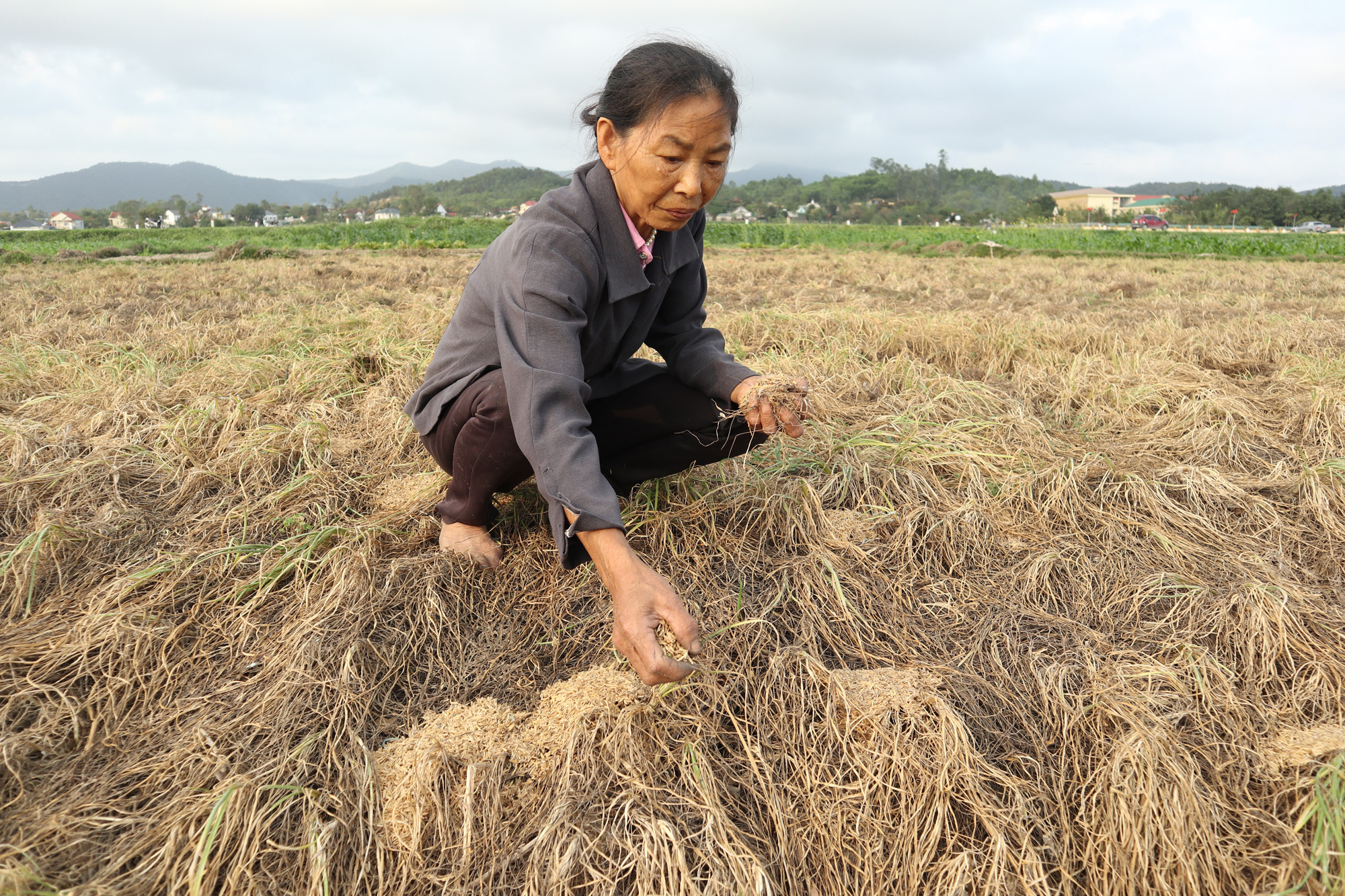 Để hạn chế hành đổi màu, giảm chất lượng, nông dân Nghi Lâm (Nghi Lộc) buộc phải mua trấu phủ lên các luống hành. Ảnh: Thanh Phúc