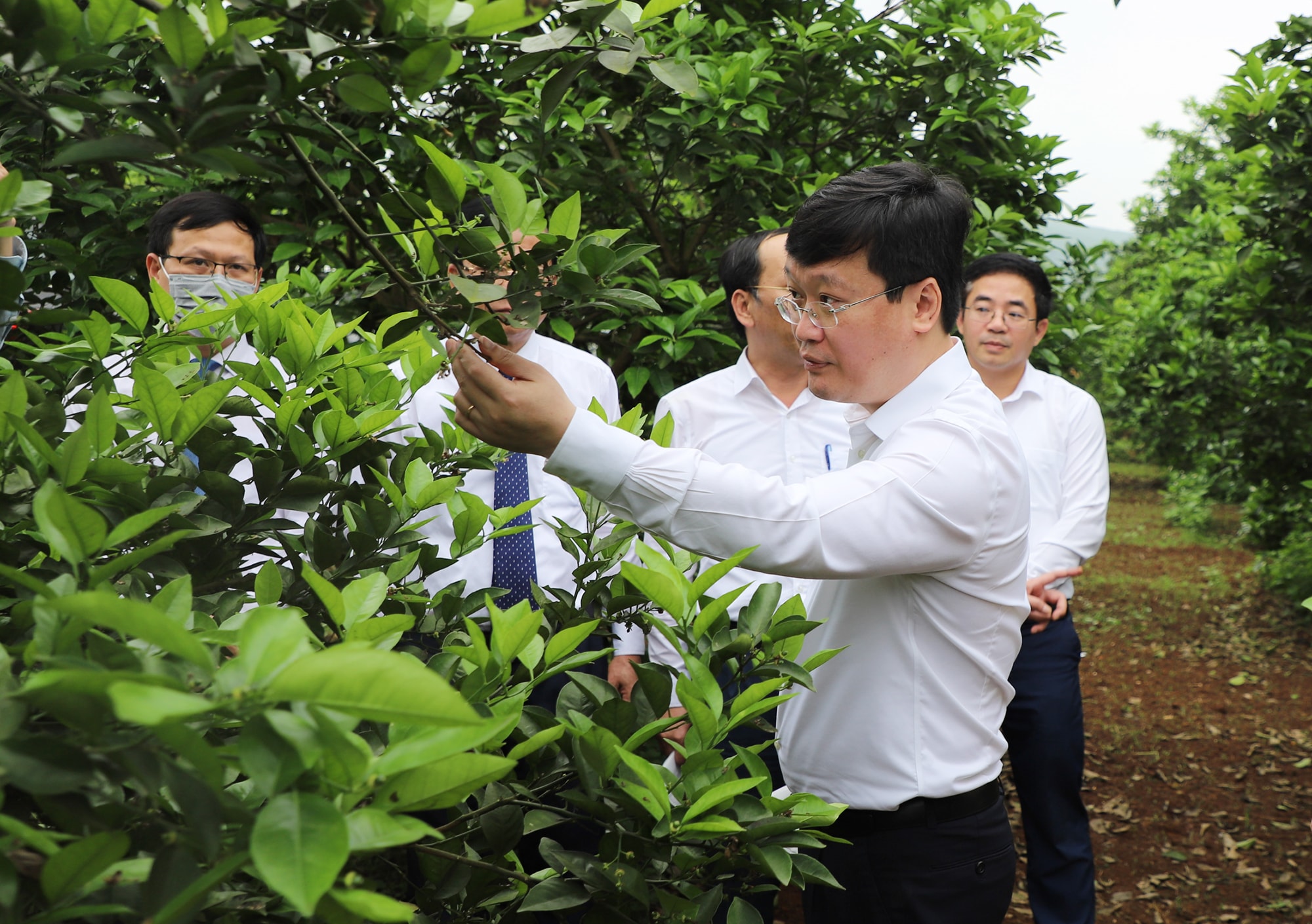 Chủ tịch UBND tỉnh Nguyễn Đức Trung cùng đoàn công tác đến thăm trang trại cam Đại Việt. Ảnh: Phạm Bằng