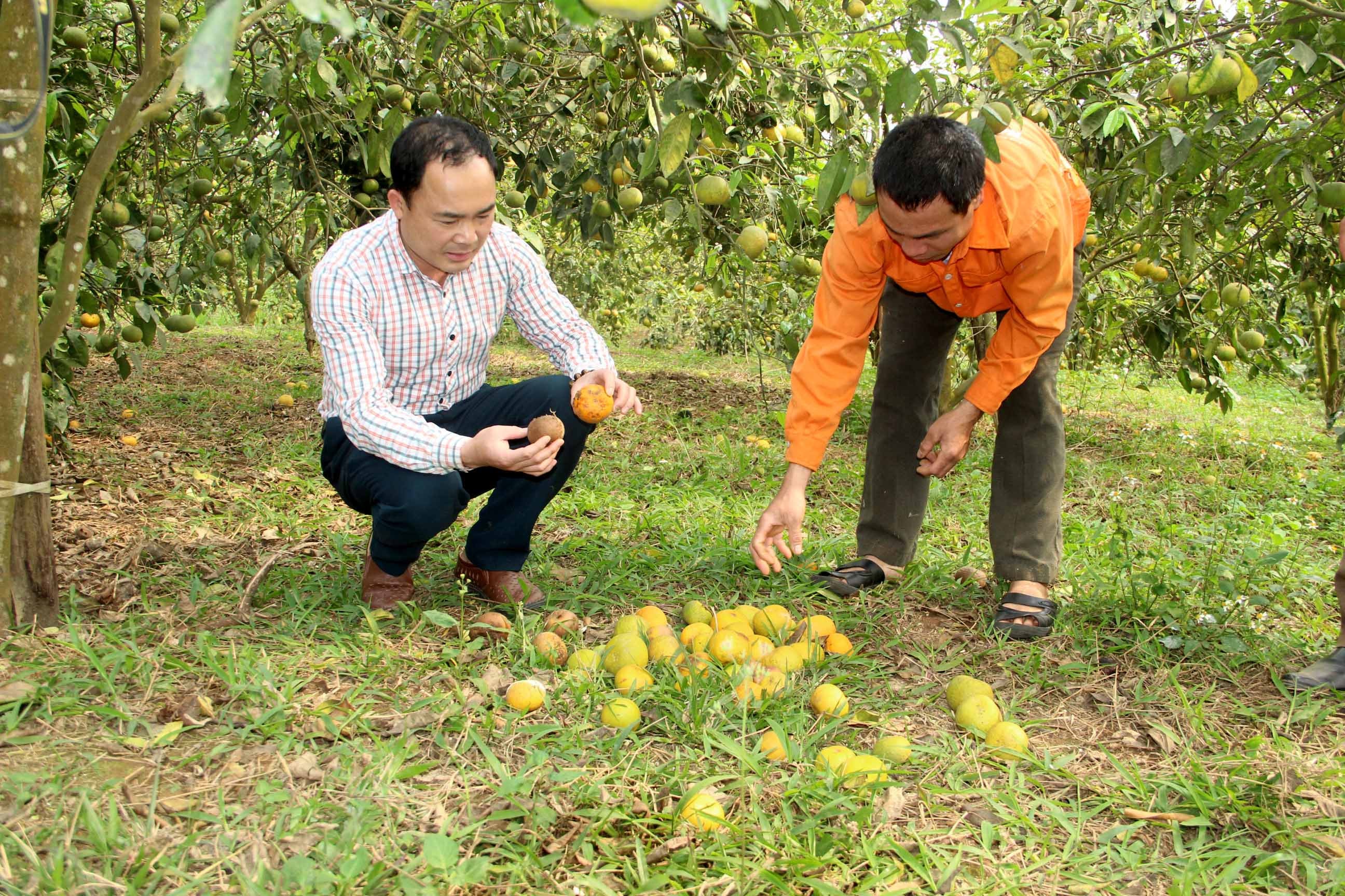 Quýt PQ tại huyện Nghĩa Đàn ế nặng, buộc phải giải cứu. Ảnh: Quang An