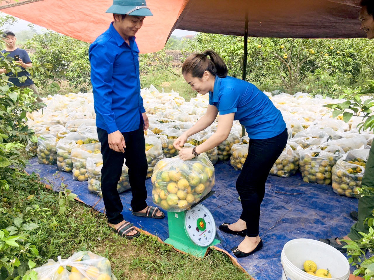 Đoàn viên thanh niên Nghệ An chung tay giải cứu quýt cho người dân Nghĩa Đàn trong sáng 11/3. Ảnh: P.V