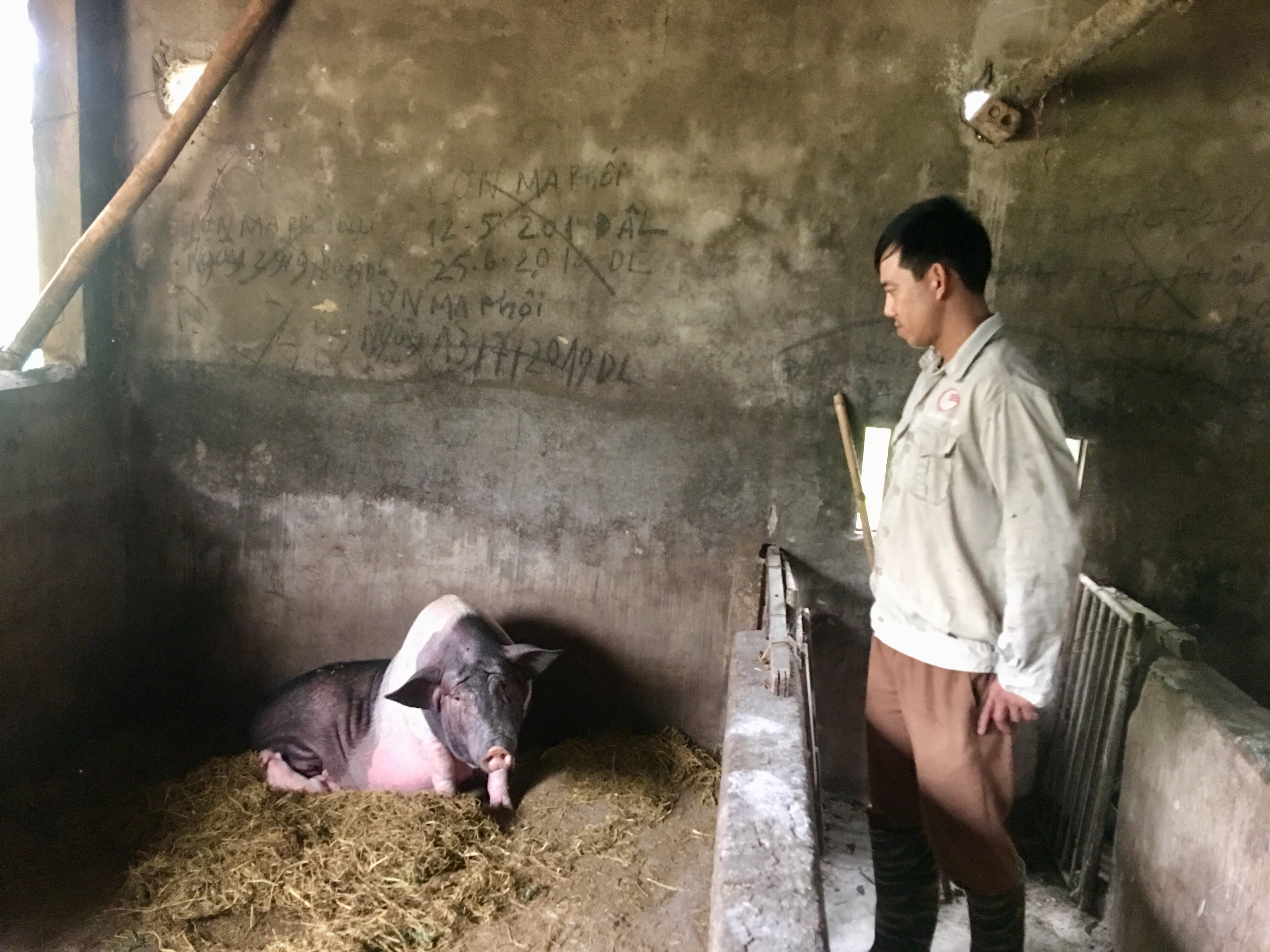 Một trong 3 con lợn nái của gia đình ông Lê Khắc Đào đang bỏ ăn và ốm. Ảnh Ngọc Phương