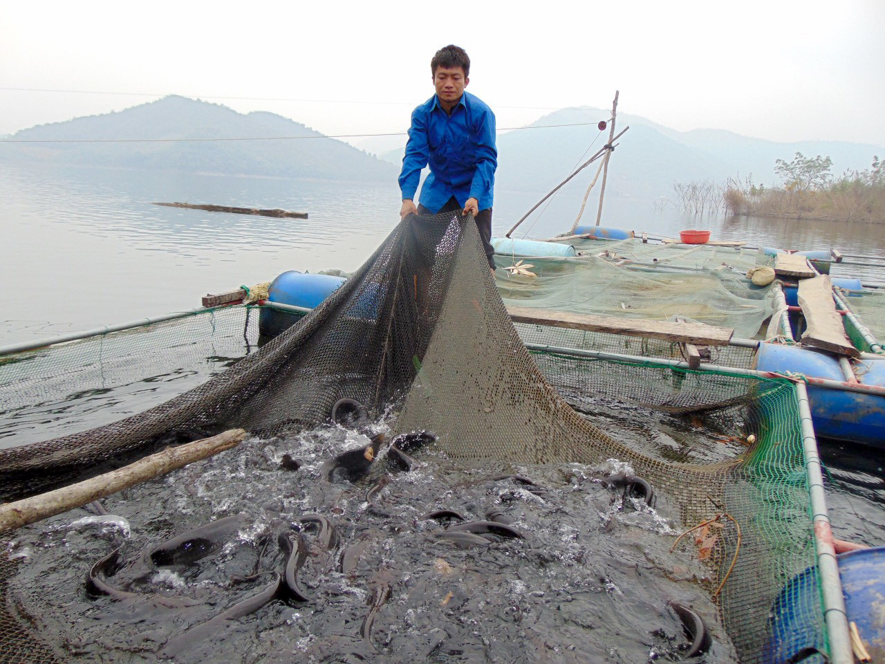 Sau 1 năm thả nuôi, người dân đã có thu nhập hàng chục triệu đồng từ cá lồng. Ảnh: TĐ