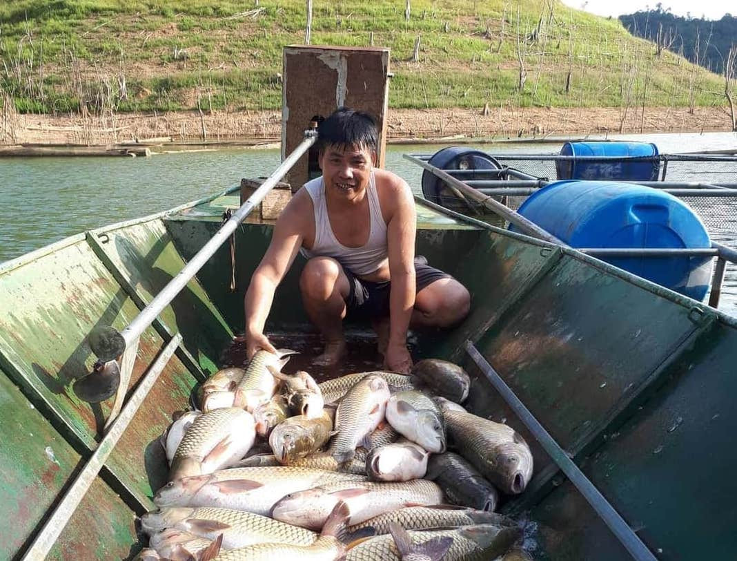 Mỗi con cá khi thu hoạch nặng từ 3-5kg, với giá thấp nhất 50.000 đồng/kg như hiện nay, thì con cá đã trở thành con thoát nghèo của người dân khu vực xung quanh các lòng hồ thủy điện. Ảnh: TĐ