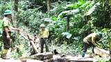 Thủ tướng Nguyễn Xuân Phúc: 'Các địa phương có rừng phải phát triển được từ rừng'