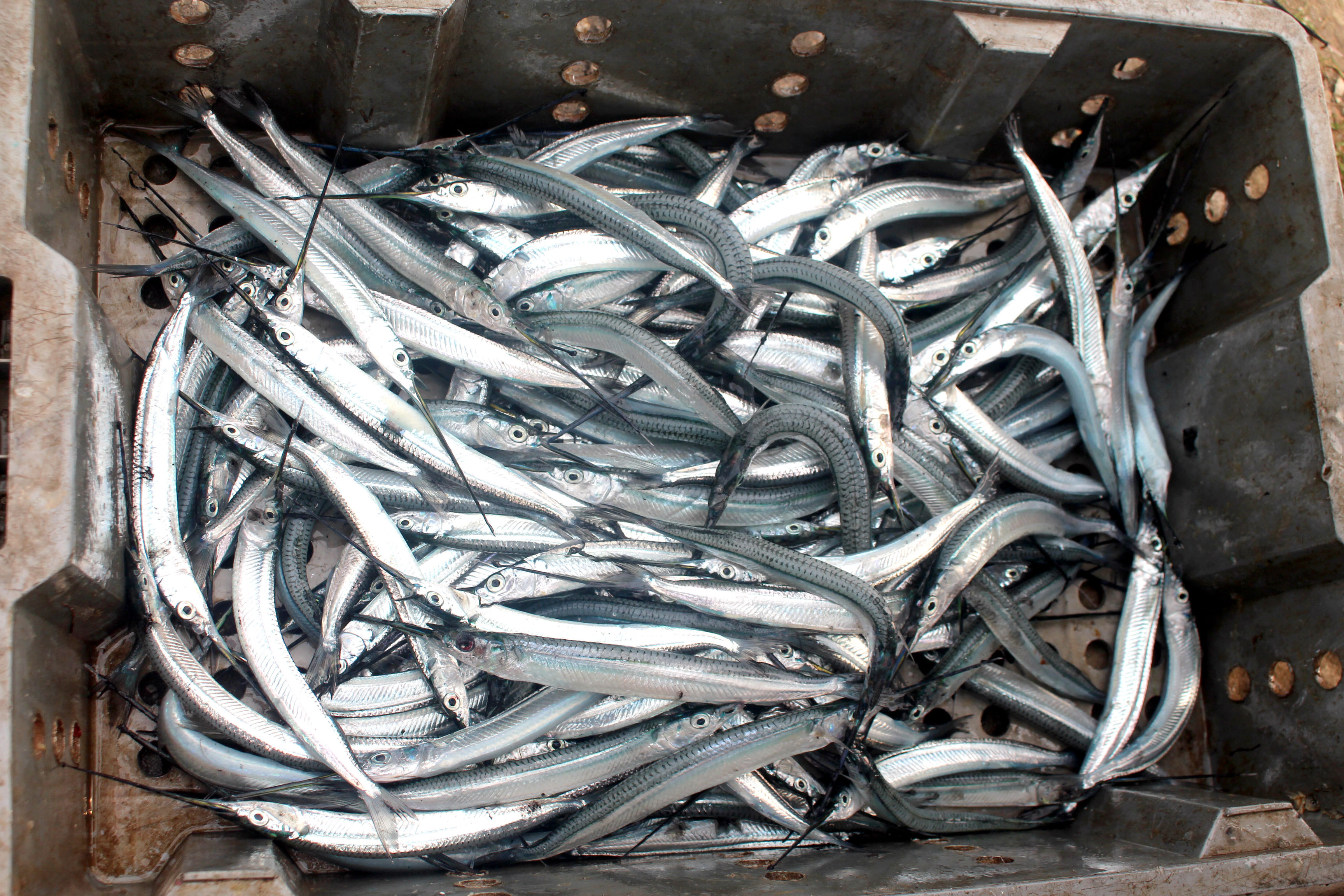 Ngoài cá hố, ngư dân Quỳnh Nghĩa trúng nhiều loại cá có giá trị cao.