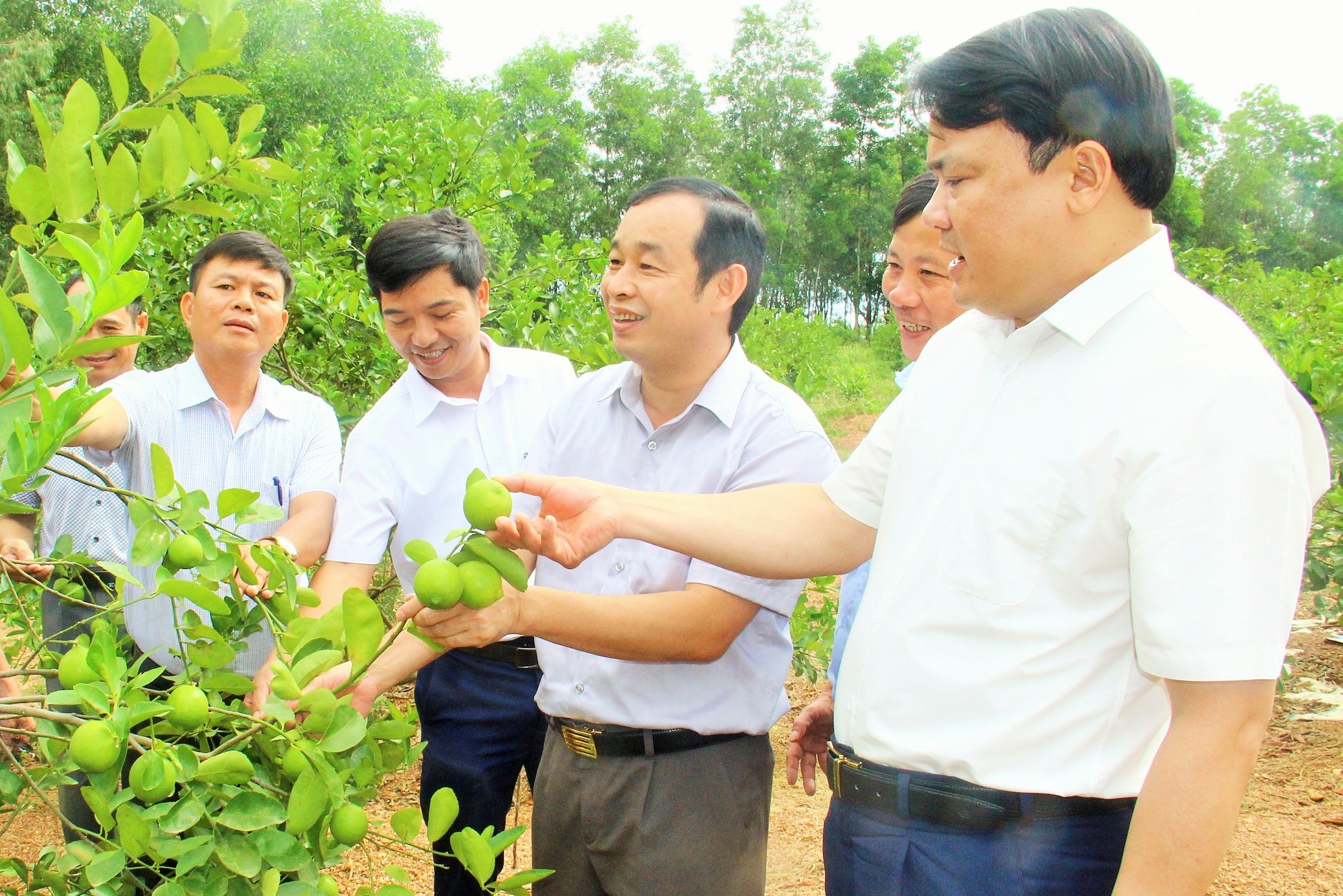 Các đồng chí lãnh đạo huyện Đô Lương kiểm tra mô hình trồng chanh không hạt áp dụng công nghệ cao tại xã Thuận Sơn. Ảnh: Hoàng Vĩnh 