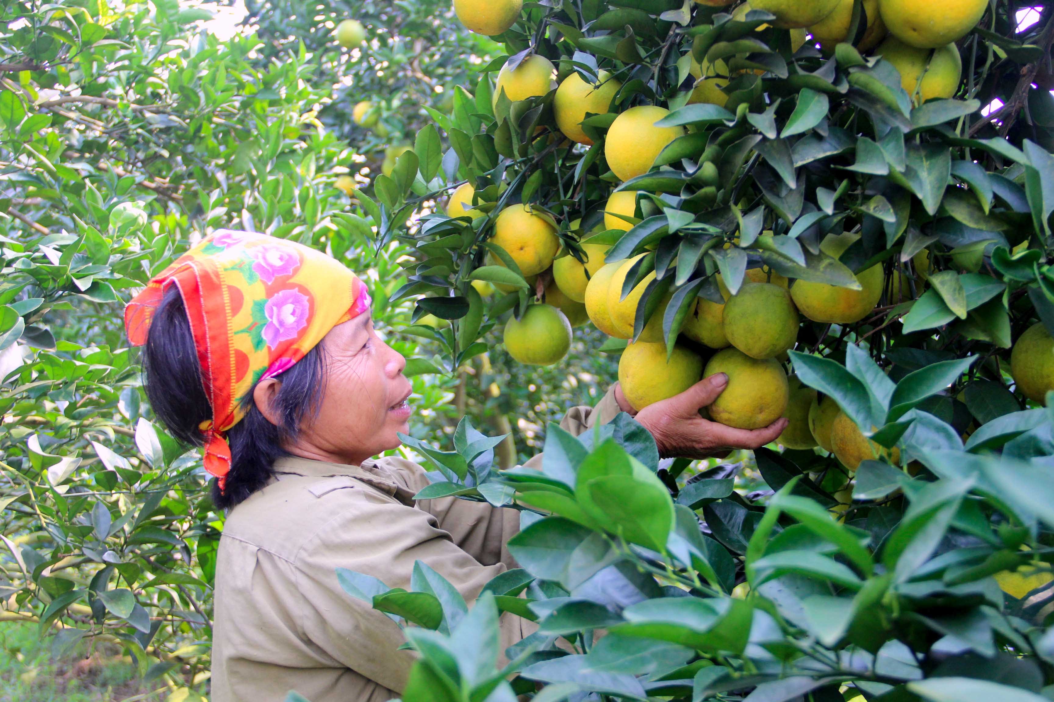 Nông dân Nghệ An trồng cam Vinh cho thu nhập ổn định. Ảnh: Quang An