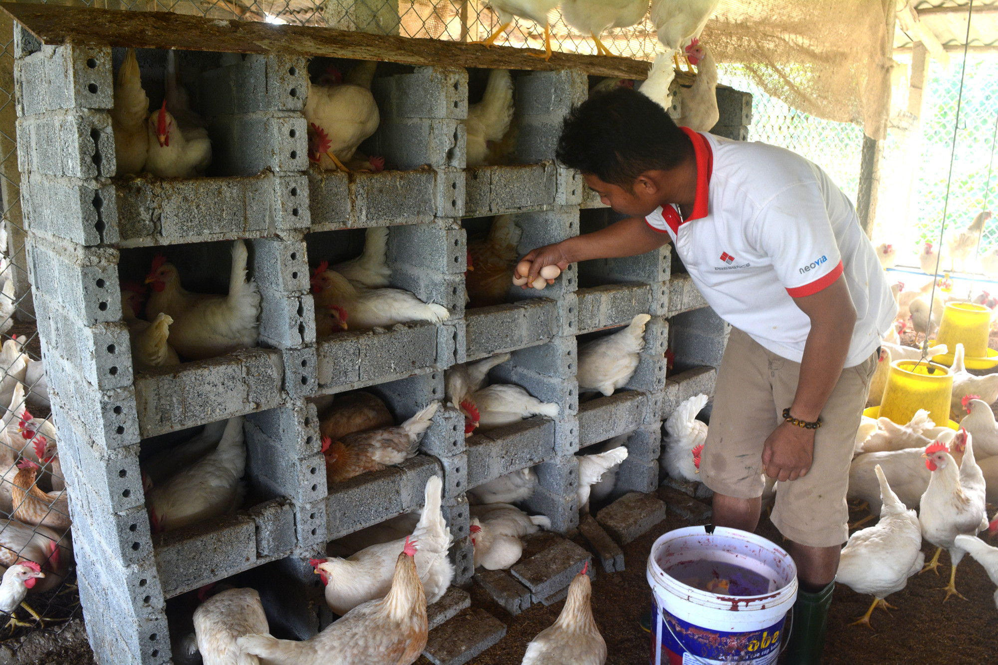 Mặc dù trứng gà Nghĩa Hoàn của hộ Cao Văn Cường (Nghĩa Hoàn, Tân Kỳ) đã được công nhận 3 sao OCOP cấp tỉnh nhưng rất khó tiêu thụ. Mức giá quá thấp khiến mỗi ngày hộ chăn nuôi này phải bù lỗ 1,6 triệu đồng. 