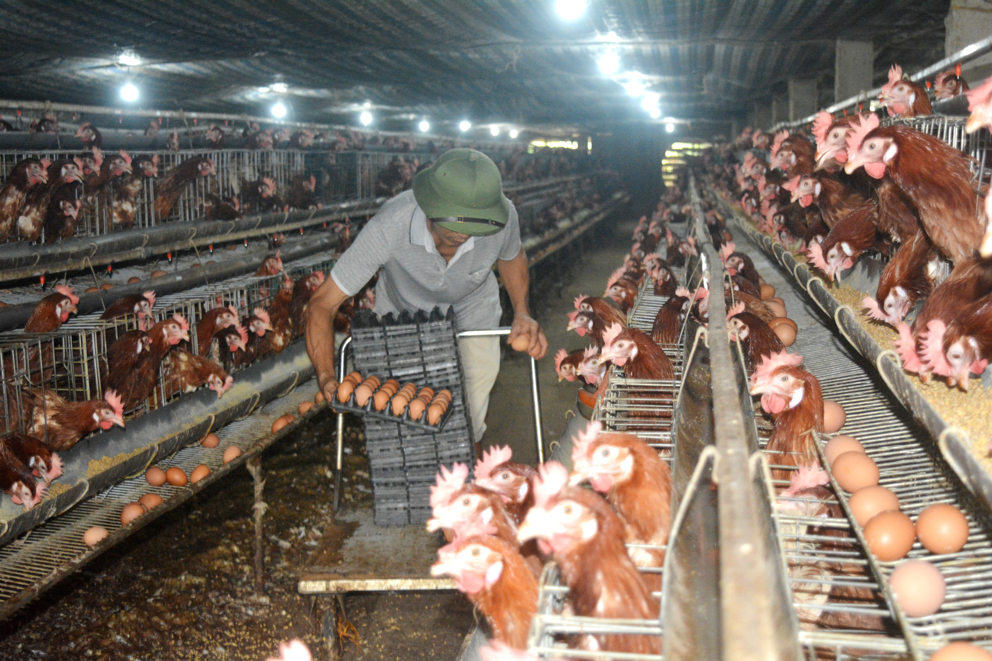 Giá trứng chạm đáy nên ông Nguyễn Đức Luân, chủ trại gà ở Đông Vĩnh (TP.Vinh) không dám tái đàn. Ảnh: Thanh Phúc