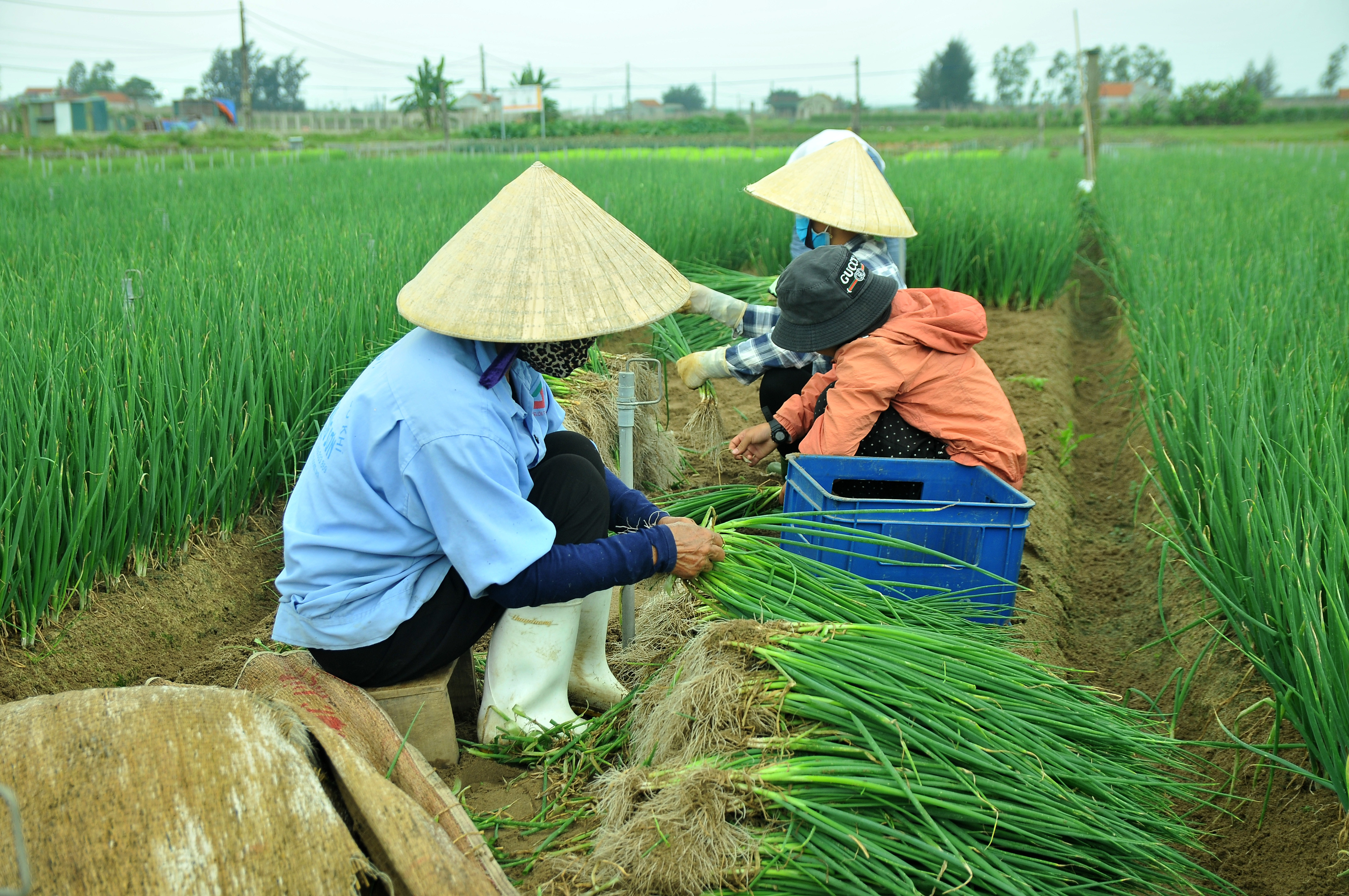 Người dân thu hoạch hành cầm chừng chứ không nhổ đại trà. Ảnh: TĐ