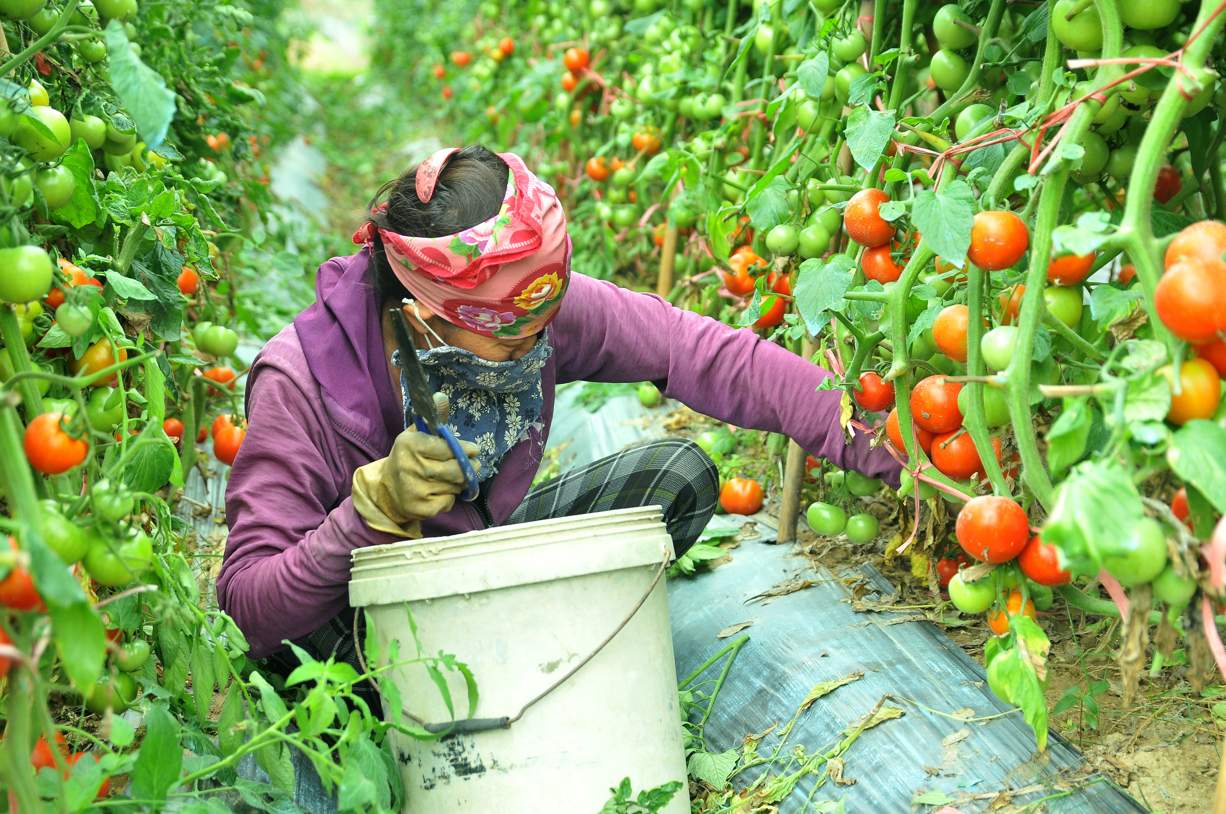 Có những thời điểm cà chua bán tại ruộng 10.000 đồng/kg, nay thì chỉ có giá 2.500 - 3.000 đồng/kg. Ảnh: TĐ