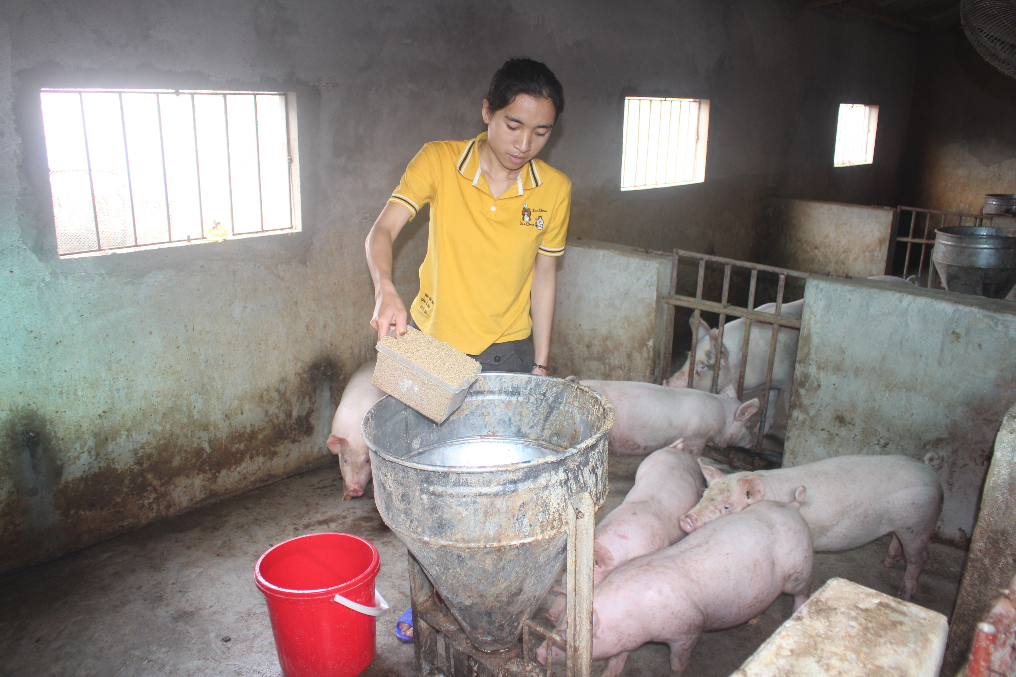Giá lợn giống tăng, giá thức ăn nhảy vọt kèm theo rủi ro từ dịch bệnh khiến các trang trại, gia trại chăn nuôi lợn không dám nhân đàn. Ảnh: Thanh Phúc
