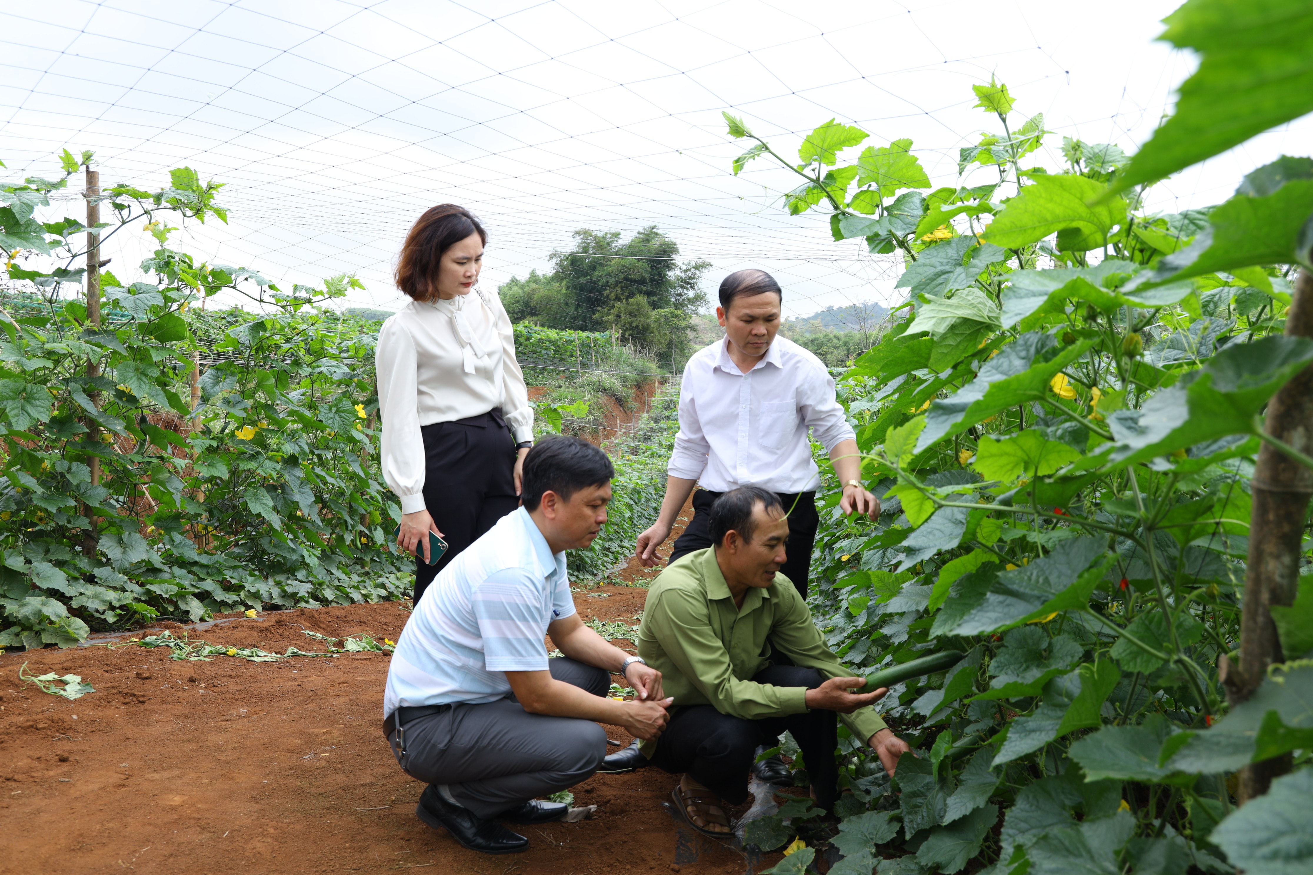 Thành quả vườn mẫu ở huyện Nghĩa Đàn. Ảnh: Nguyên Sơn