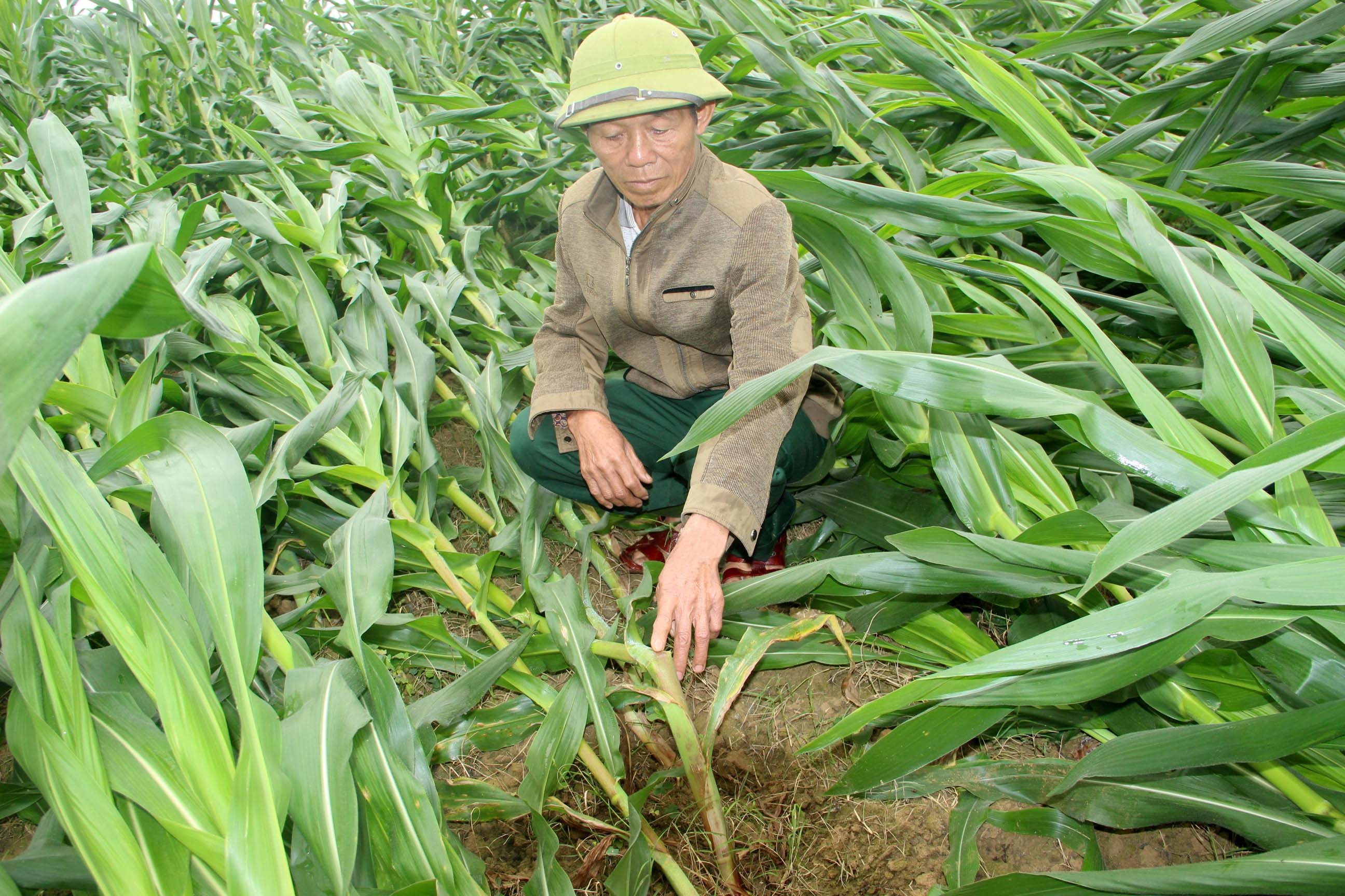 Ngô vụ Xuân đang kỳ sinh trưởng mạnh nhất thì bị gãy ngang thân, không thể phục hồi. Ảnh: Nguyên Châu