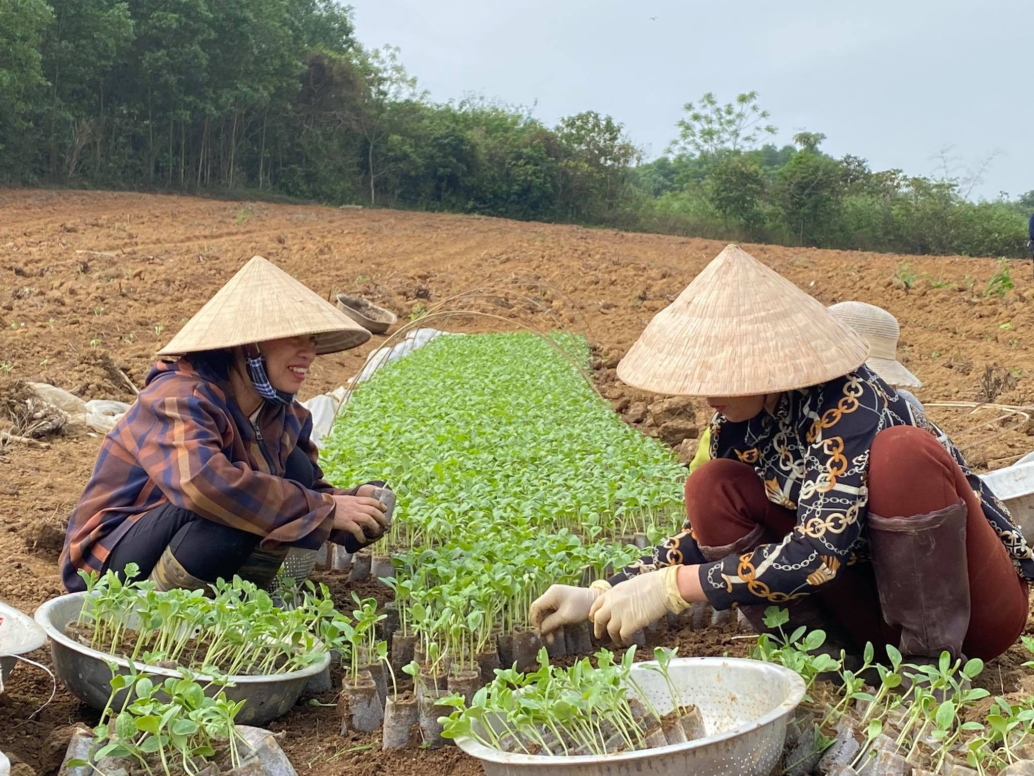 Trước đó, từ cuối tháng 12 âm lịch gia đình đã tập trung làm đất, ươm bầu để ra tết xuống giống. Ảnh Minh Thái