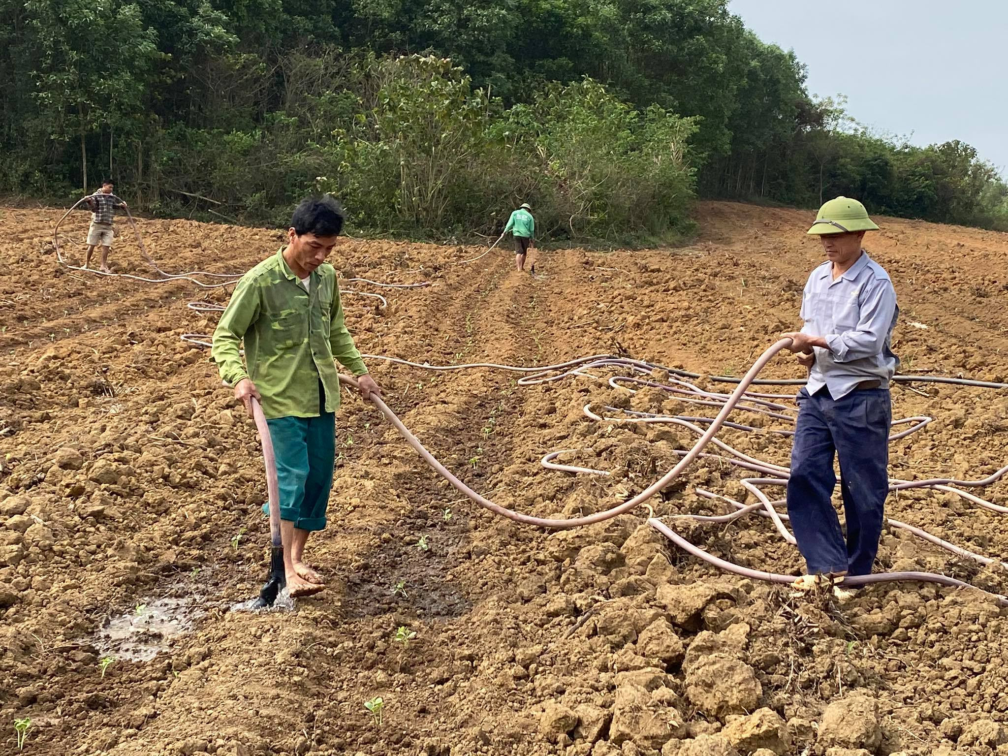 Nông dân chăm sóc dưa sau khi xuống giống. Ảnh Minh Thái