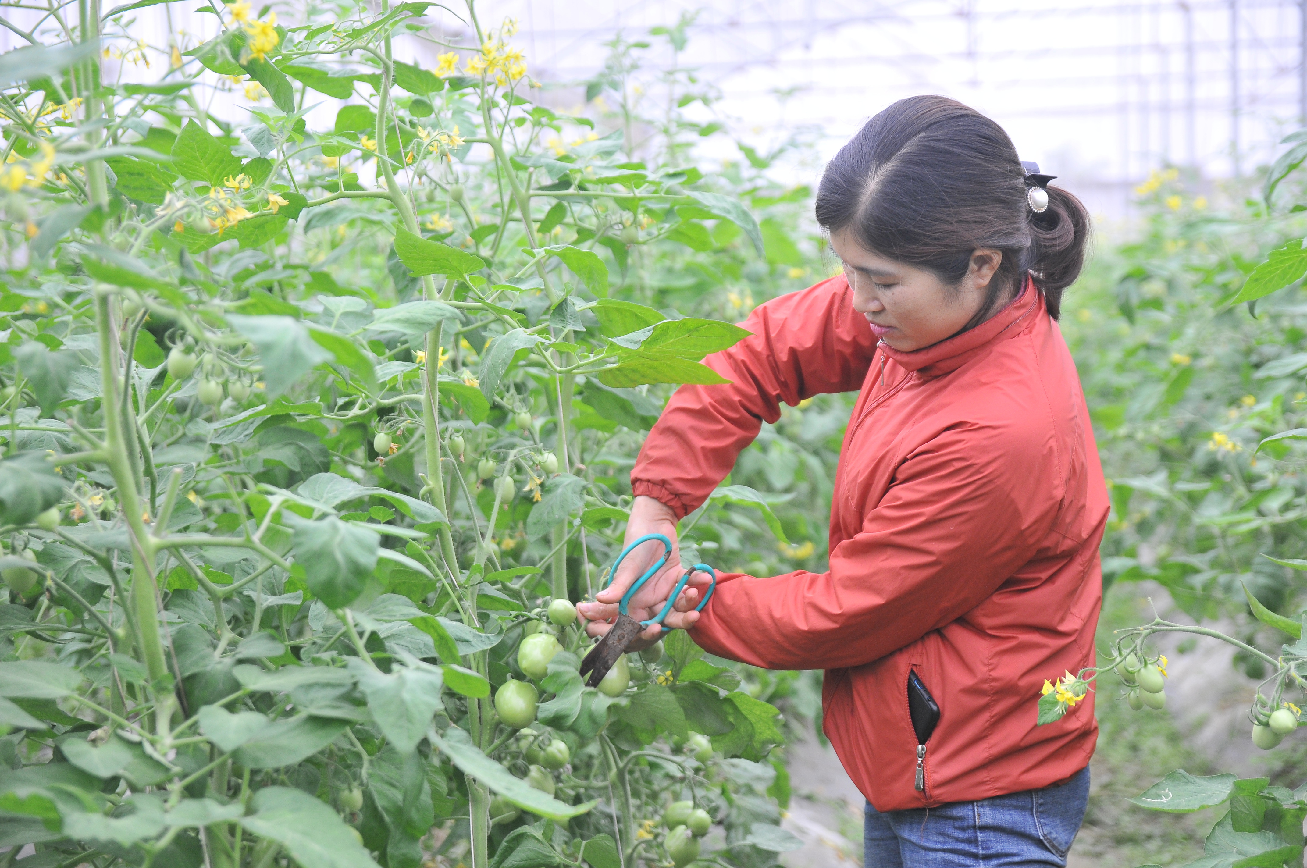 Mùa này, nhiều hộ dân có nhà lưới đã chọn các loại cây trồng ưa nhiệt độ cao như cà chua leo, dưa chuột, dưa lưới để sản xuất. Ảnh: TĐ