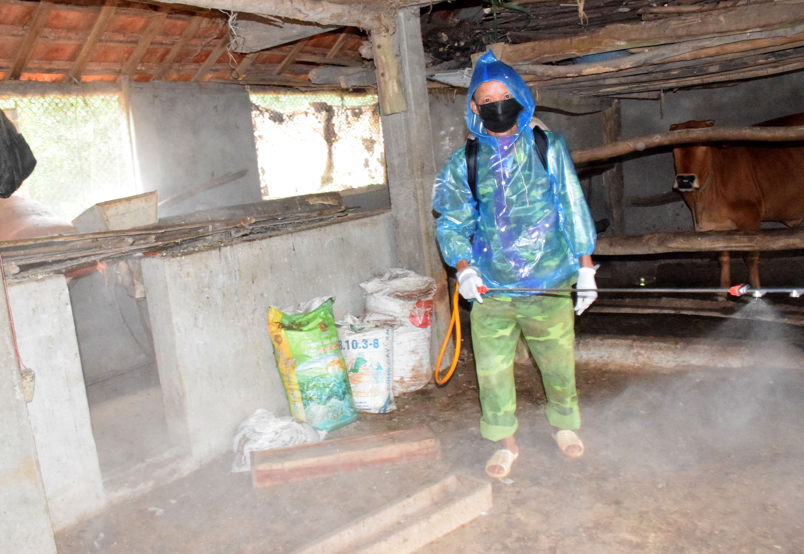 Người chăn nuôi trên địa bàn xã Thanh Nho phun hóa chất khử trùng trong khu vực chuồng trại. Ảnh: Xuân Hoàng