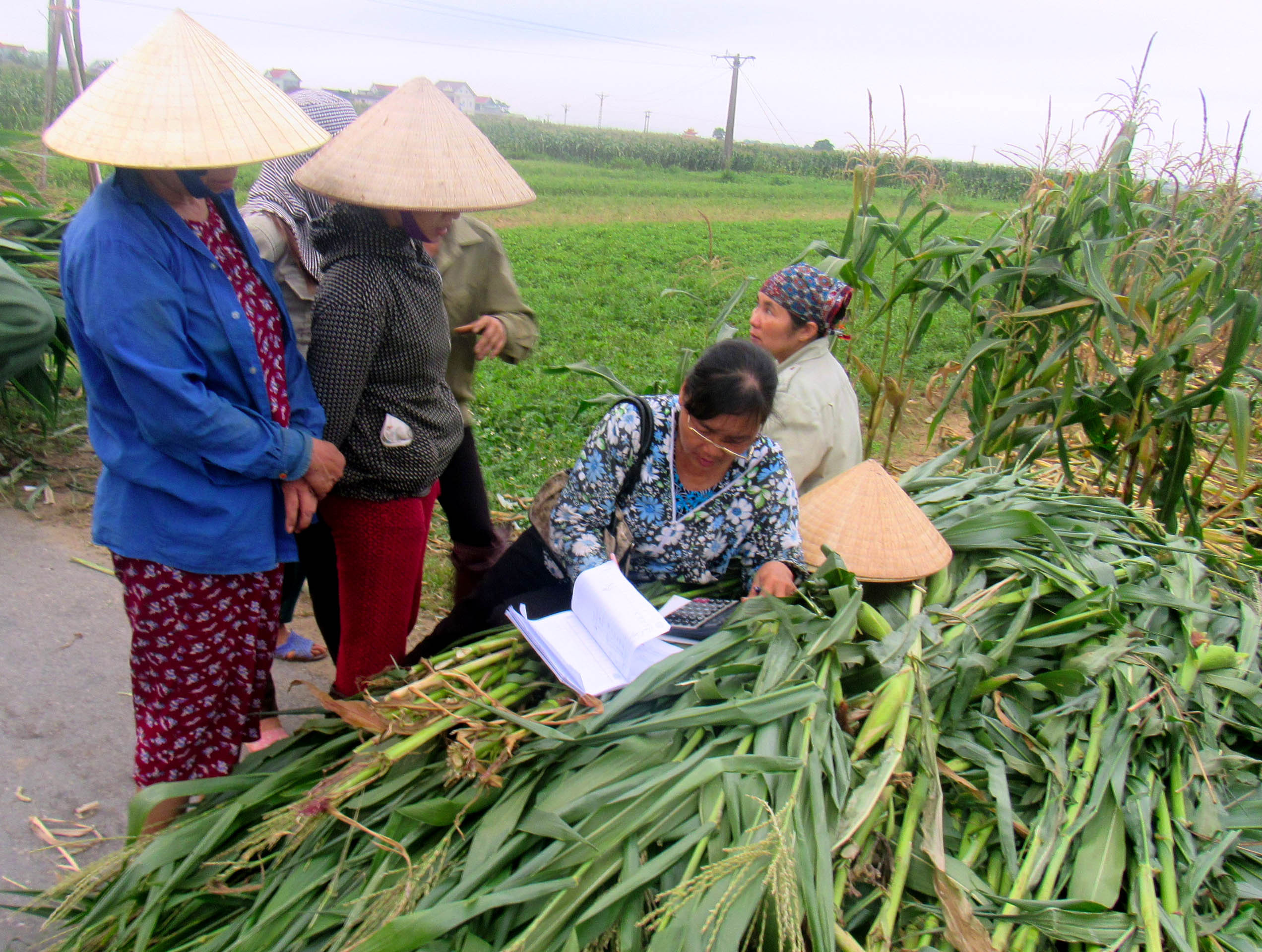 Địa phương phải lập danh sách các hộ đăng kí bán ngô để các đơn vị, trang trại chăn nuôi tiến hành giải cứu. Ảnh: Nguyên Châu