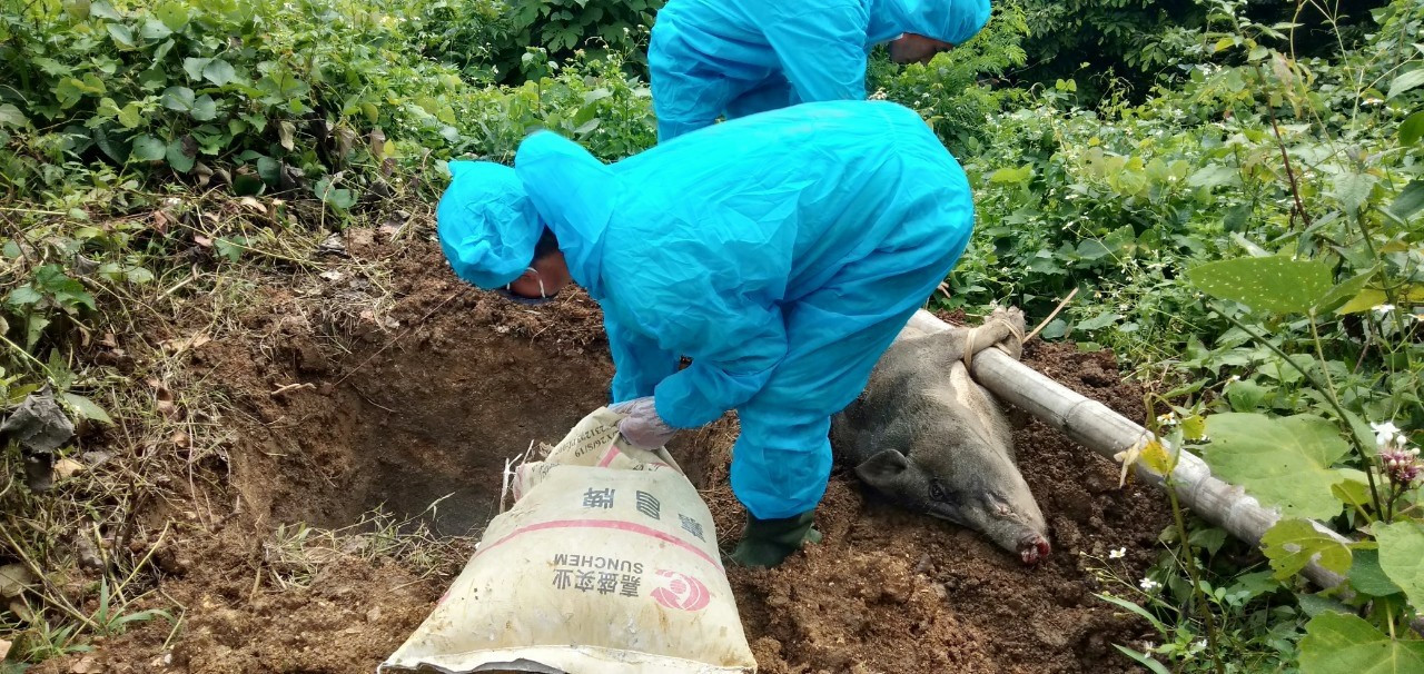 Lợn chết được cơ quan chức năng thu gom và tiêu hủy bằng cách chôn lấp ở xã Tri Lễ. Ảnh: PV