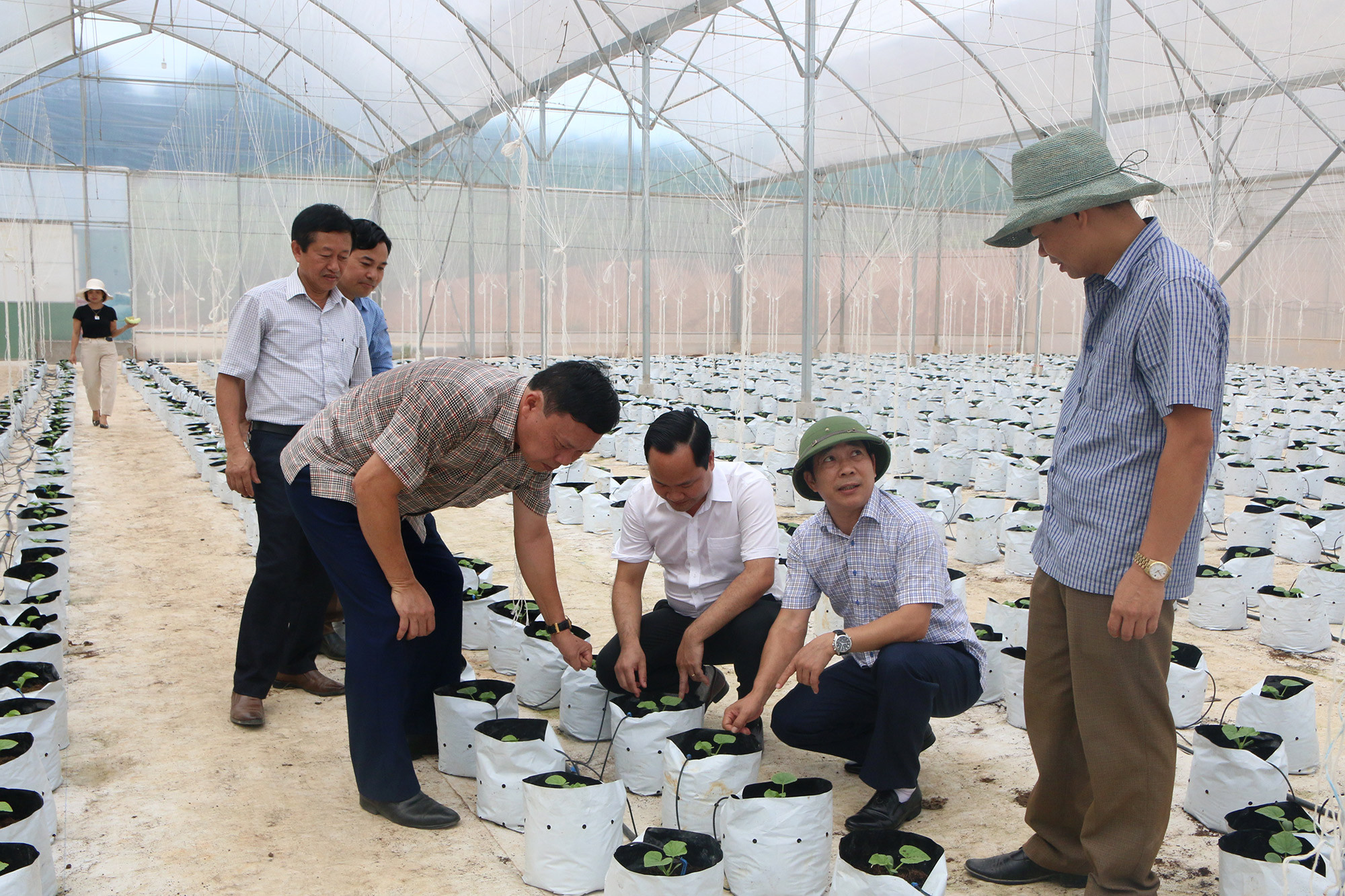 Lãnh đạo huyện Tân Kỳ tham quan mô hình sản xuất rau, củ quả tại xã Tân An. Ảnh Phương Thảo