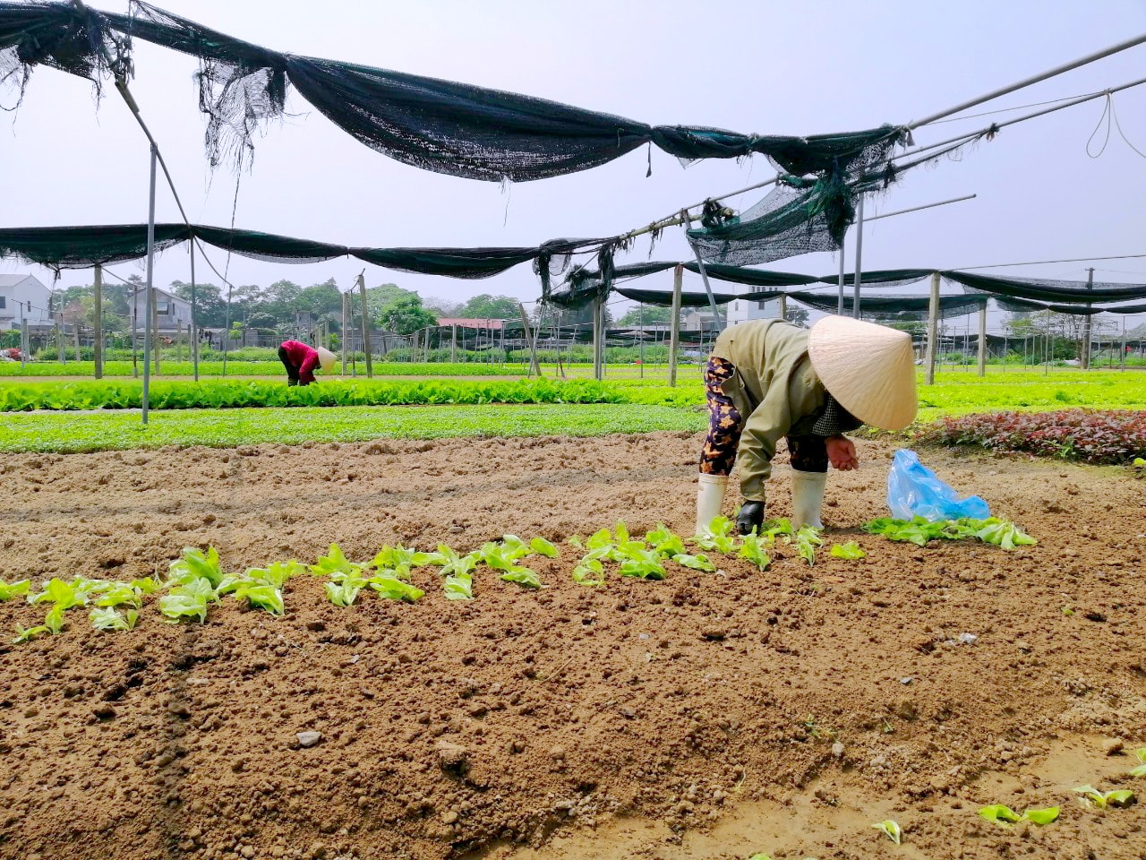 Người dân vùng rau Vinh Xuân, xã Hưng Đông, TP.Vinh vào vụ rau mới. Ảnh: Nguyên Châu