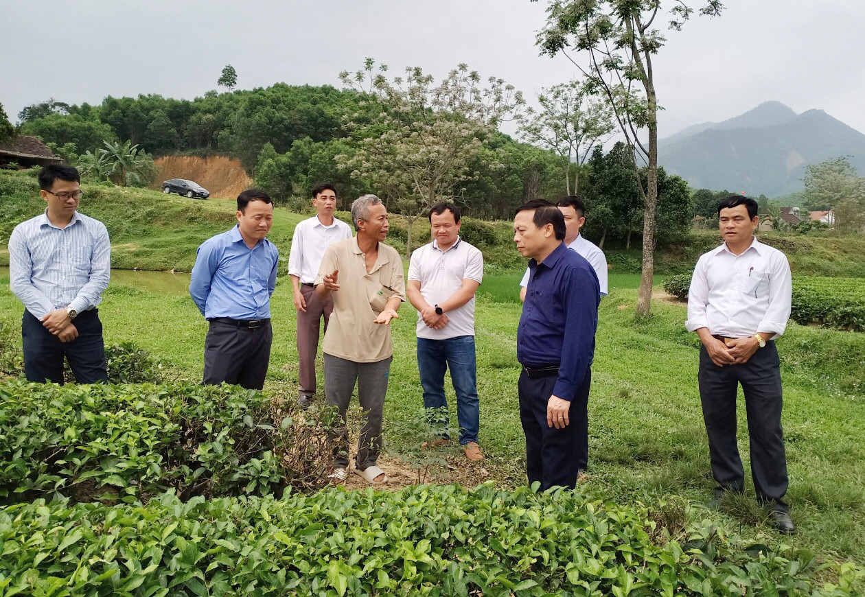 Lãnh đạo Hội Nông dân tỉnh kiểm tra mô hình trồng chè hữu cơ tại xã Thanh Hương, Thanh Chương. Ảnh: Thanh Lê