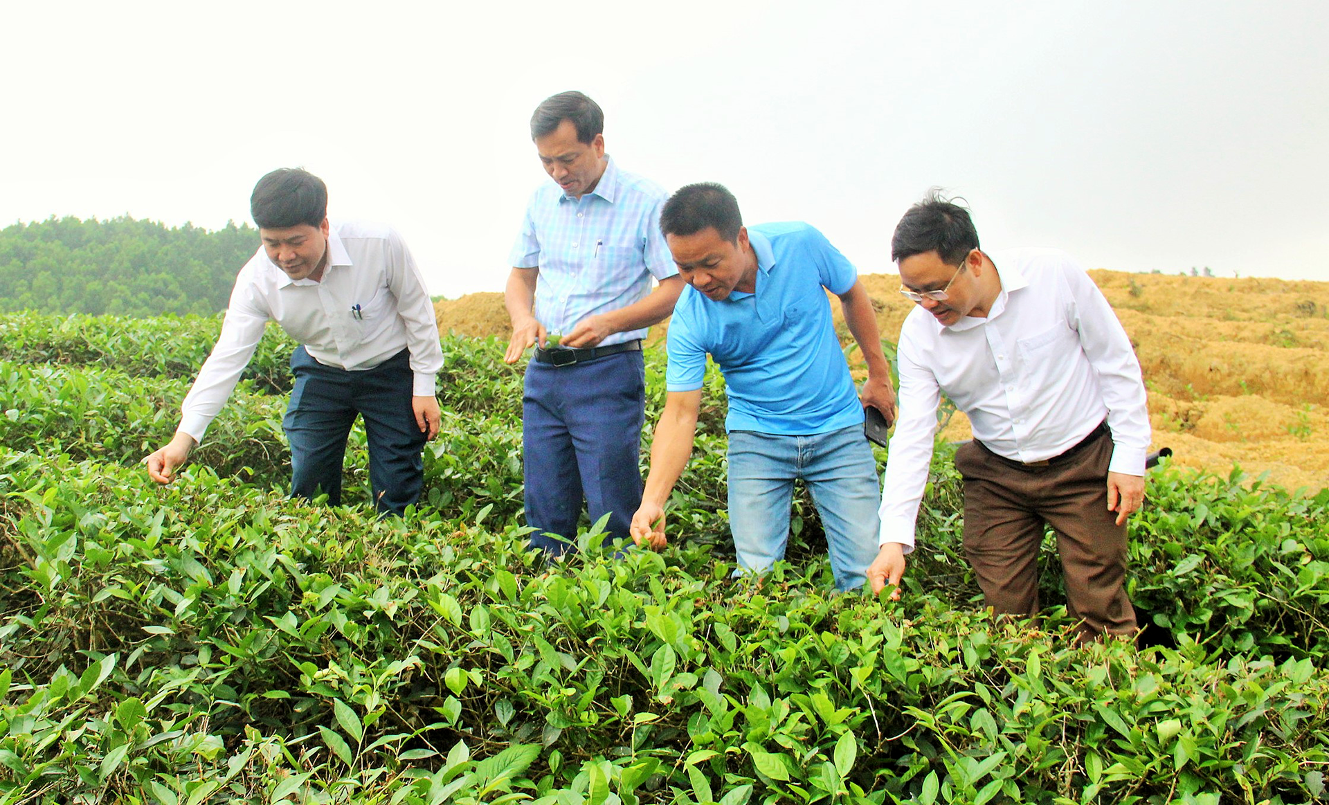 Lãnh đạo huyện Anh Sơn thăm trang trại ứng dụng công nghệ cao vào trồng chè xã Long Sơn. Ảnh: Hoàng Vĩnh
