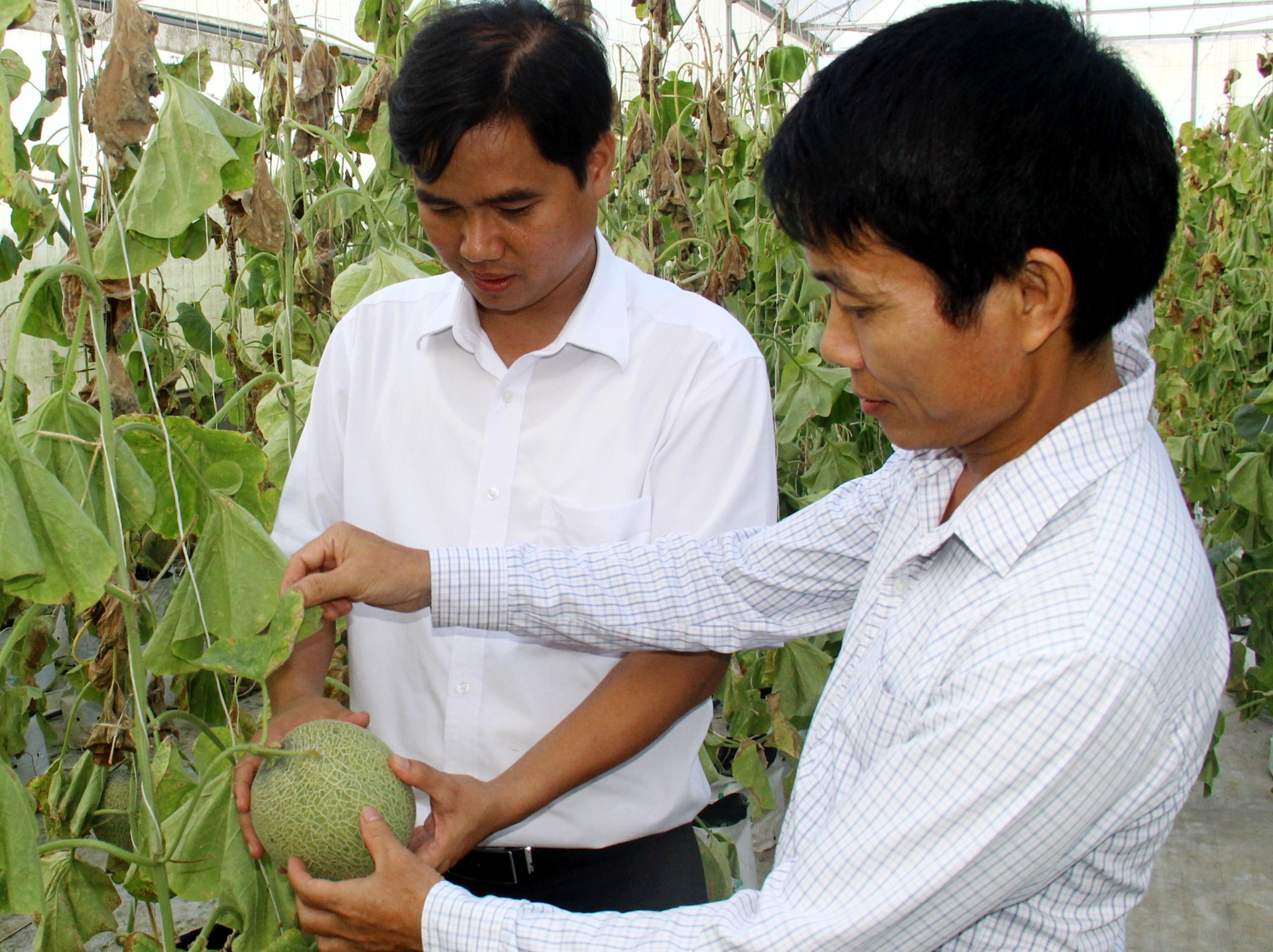Trang trại ứng dụng công nghệ cao trồng dưa lưới cho thu nhập cao ở xã Phúc Sơn. Ảnh: Hoàng Vĩnh