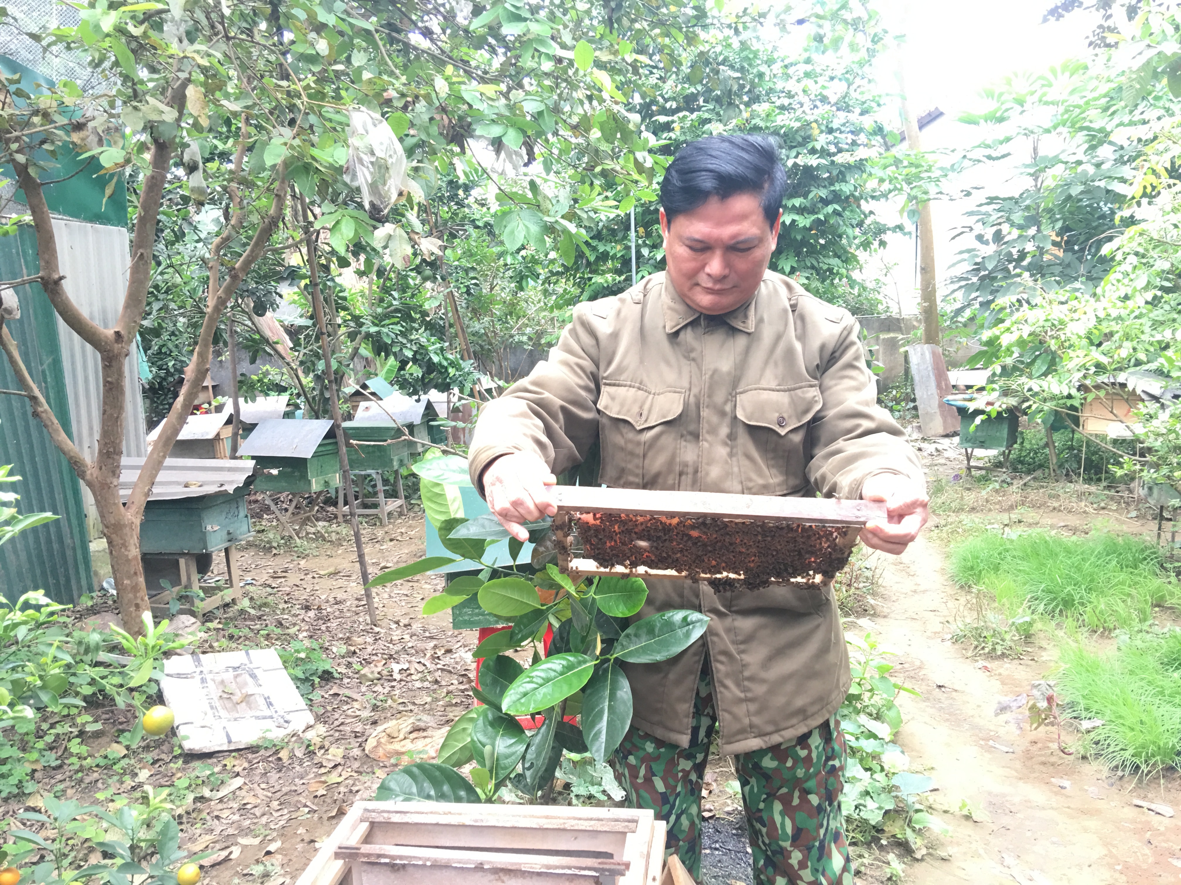 1.Ông Phạm Hồng Thùy-  xóm 1 xã Cao Sơn huyện Anh Sơn đang kiểm tra một cầu ong