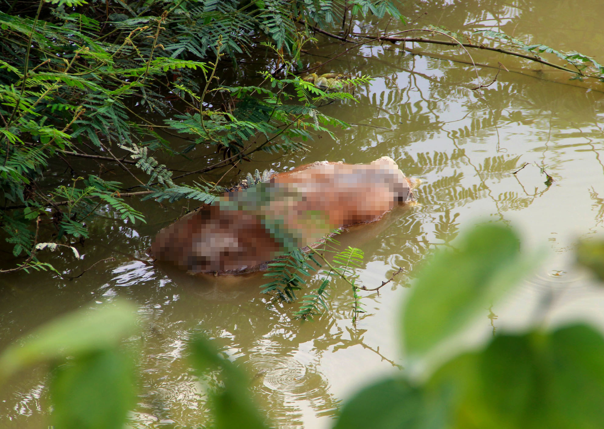 Xác lợn khoảng 70kg đang phân hủy tại đường ra đò Phuống, xã Thanh Yên, Thanh Chương. Ảnh: Nguyên Châu