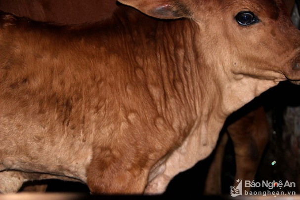 Bệnh Viêm da nổi cục đã làm hàng trăm con trâu bò mắc bệnh, nhiều con chết và tiêu hủy. Ảnh: tư liệu Quang An