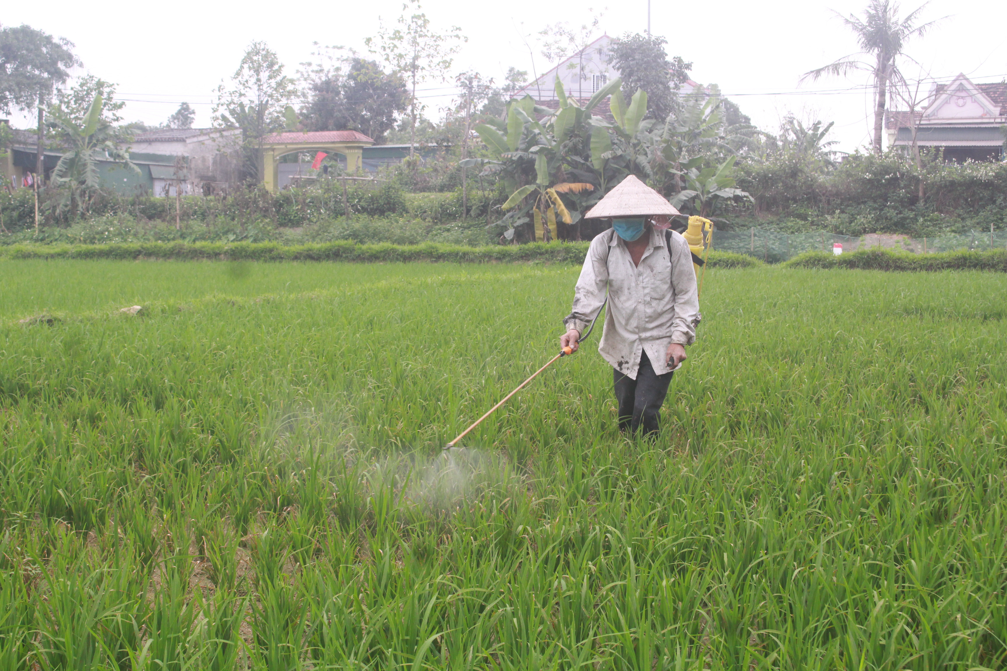 Nông dân phòng trừ bệnh đạo ôn trên lúa xuân. Ảnh: Phú Hương