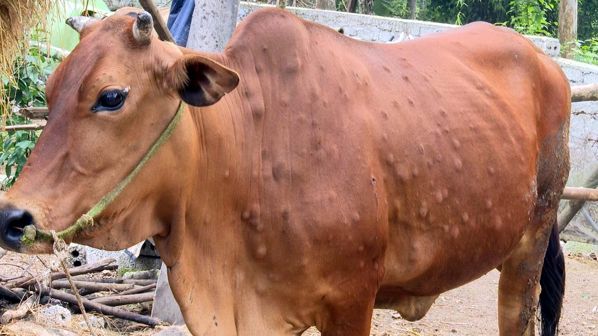 Bò bị viêm gia nổi cục ở xã Diễn Phú
