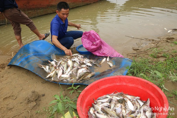 Cá chết hàng loạt trên sông Con đoạn qua huyện Tân Kỳ được người dân vớt lên trong các ngày 18 - 19/3. Ảnh tư liệu