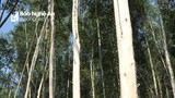 Doanh nghiệp tiên phong trong chiến lược trồng rừng gỗ lớn ở Nghệ An