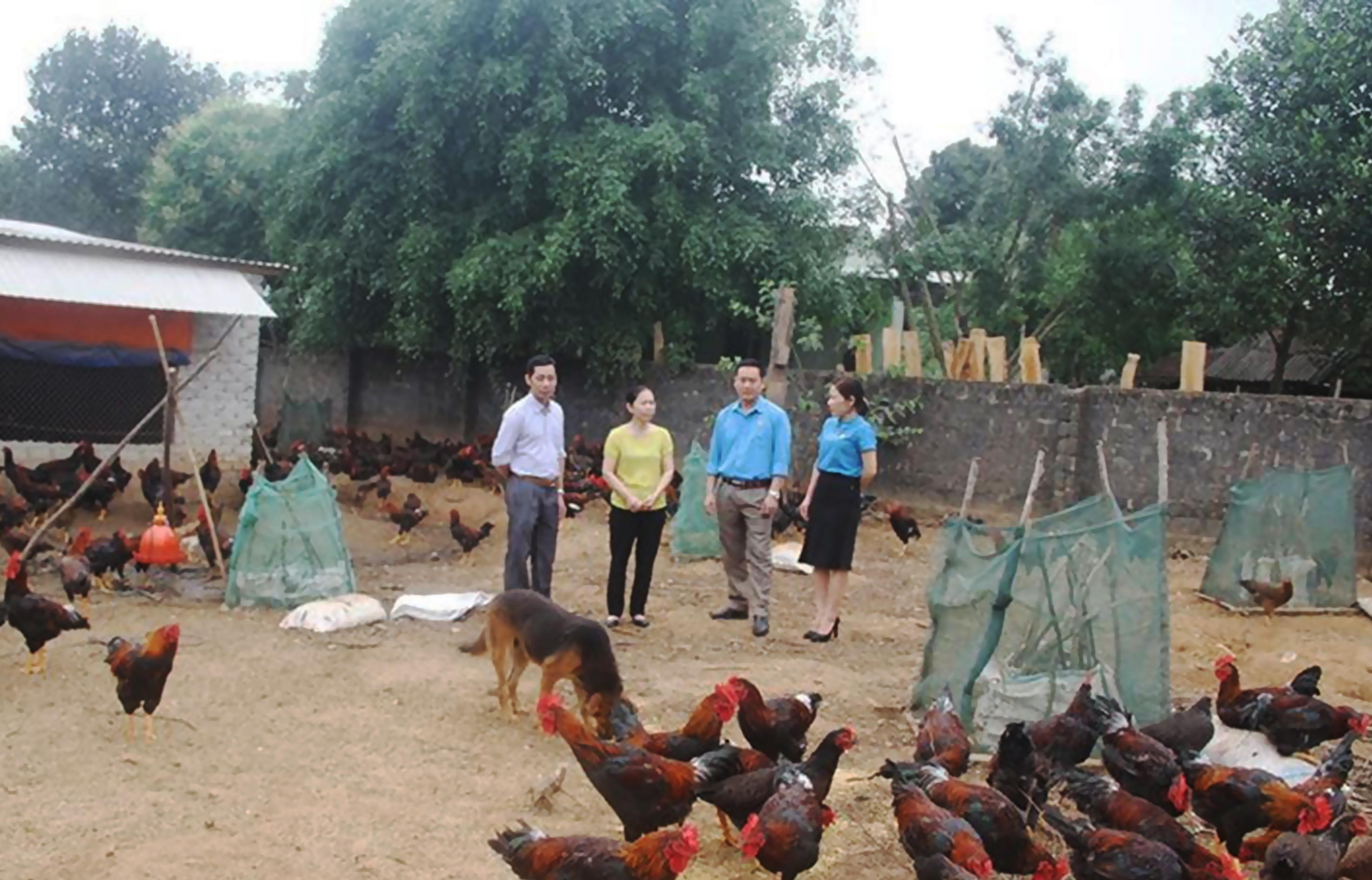Cán bộ LĐLĐ thị xã Thái Hòa kiểm tra mô hình nuôi gà được vay vốn từ Quỹ vì nữ CNLĐ nghèo tại gia đình chị Cao Thị Châu