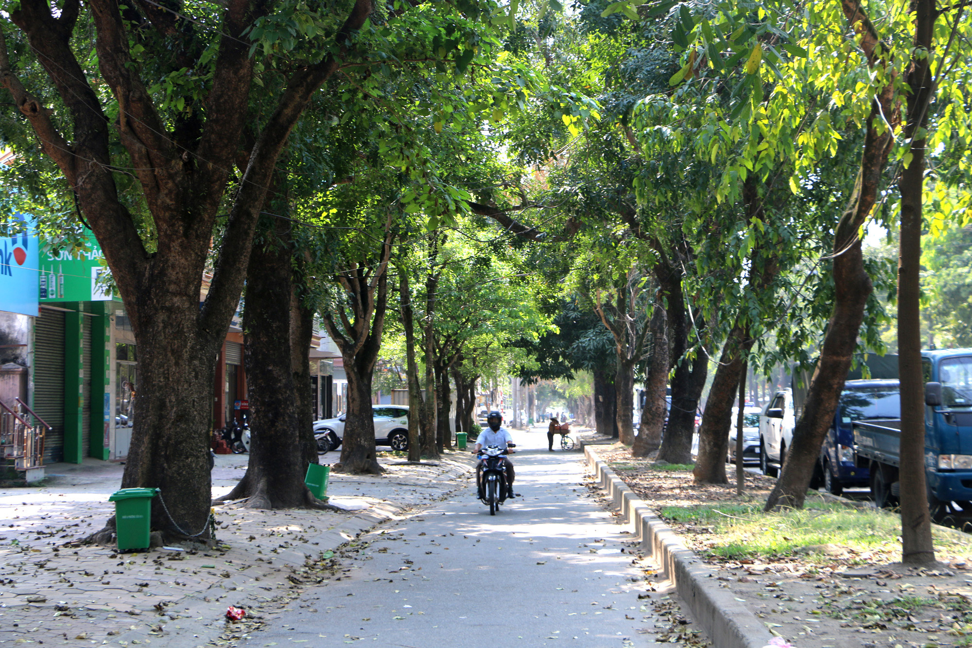 Hàng cây xanh 2 bên đường Phan Đình Phùng có tuổi đời trên 50 năm. Ảnh: Nguyễn Hải