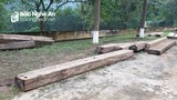 Phát hiện 4,32 m3 gỗ vô chủ ở trong rừng 