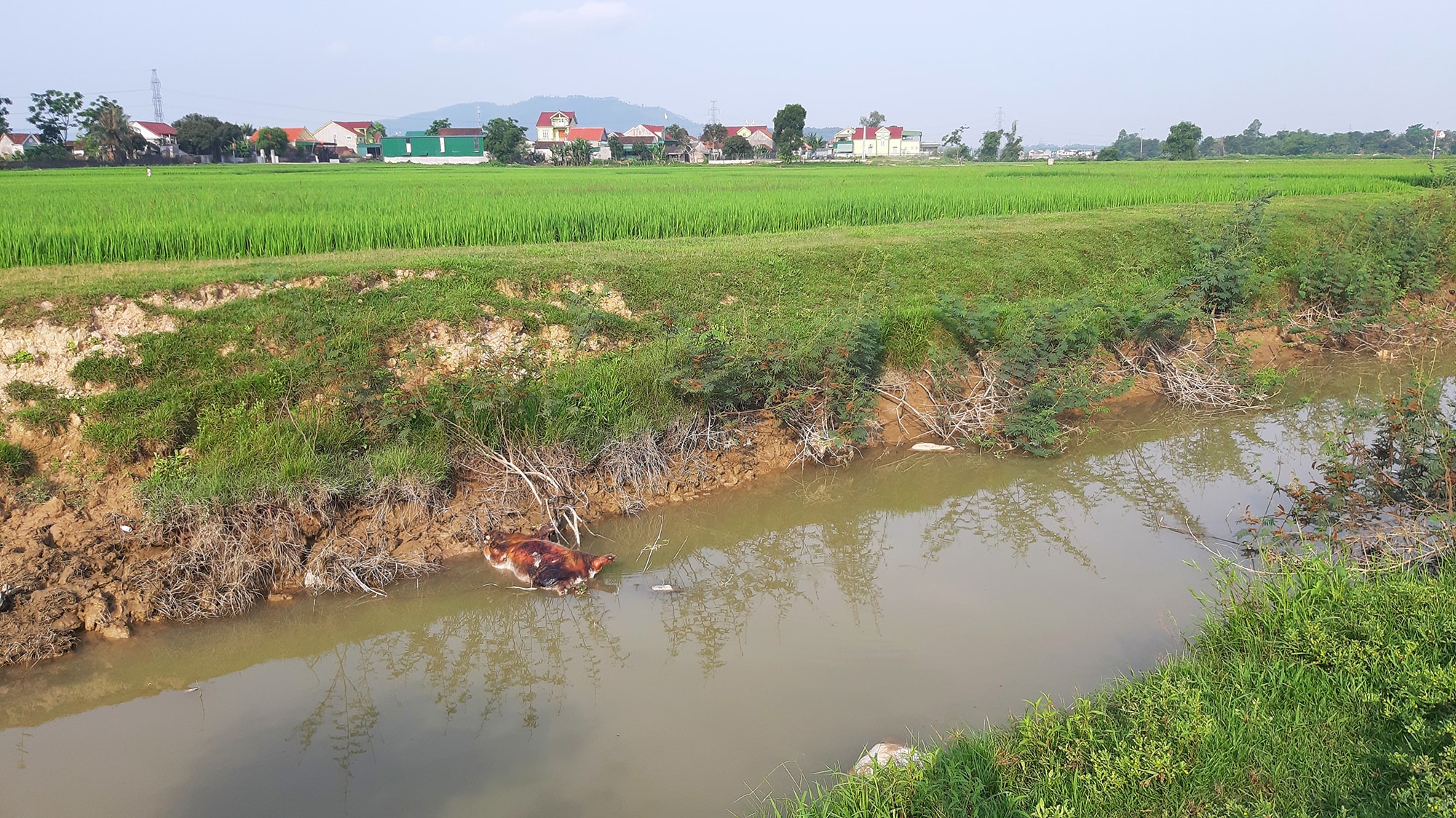 Xác lợn