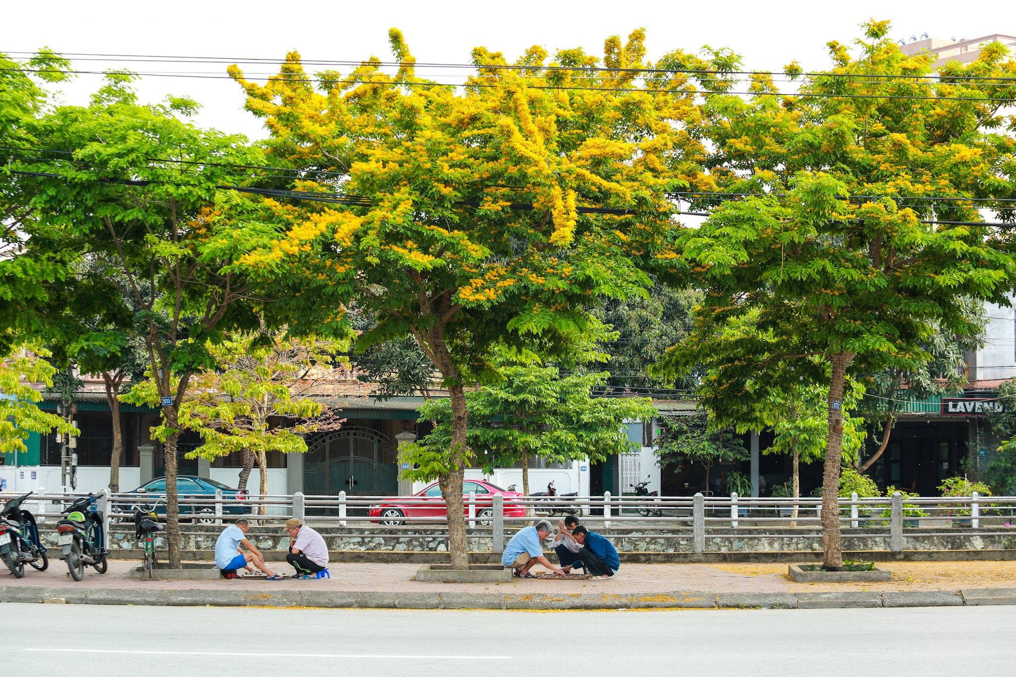 Giáng hương nở thành từng chùm có hoa vàng rực rỡ khiến cho người dân thành phố bồi hồi trước thời khắc giao mùa. Dường như mùa xuân đã qua, mùa hạ sắp tới và những điều tươi sáng đang chờ phía trước. Ảnh: Hải Vương