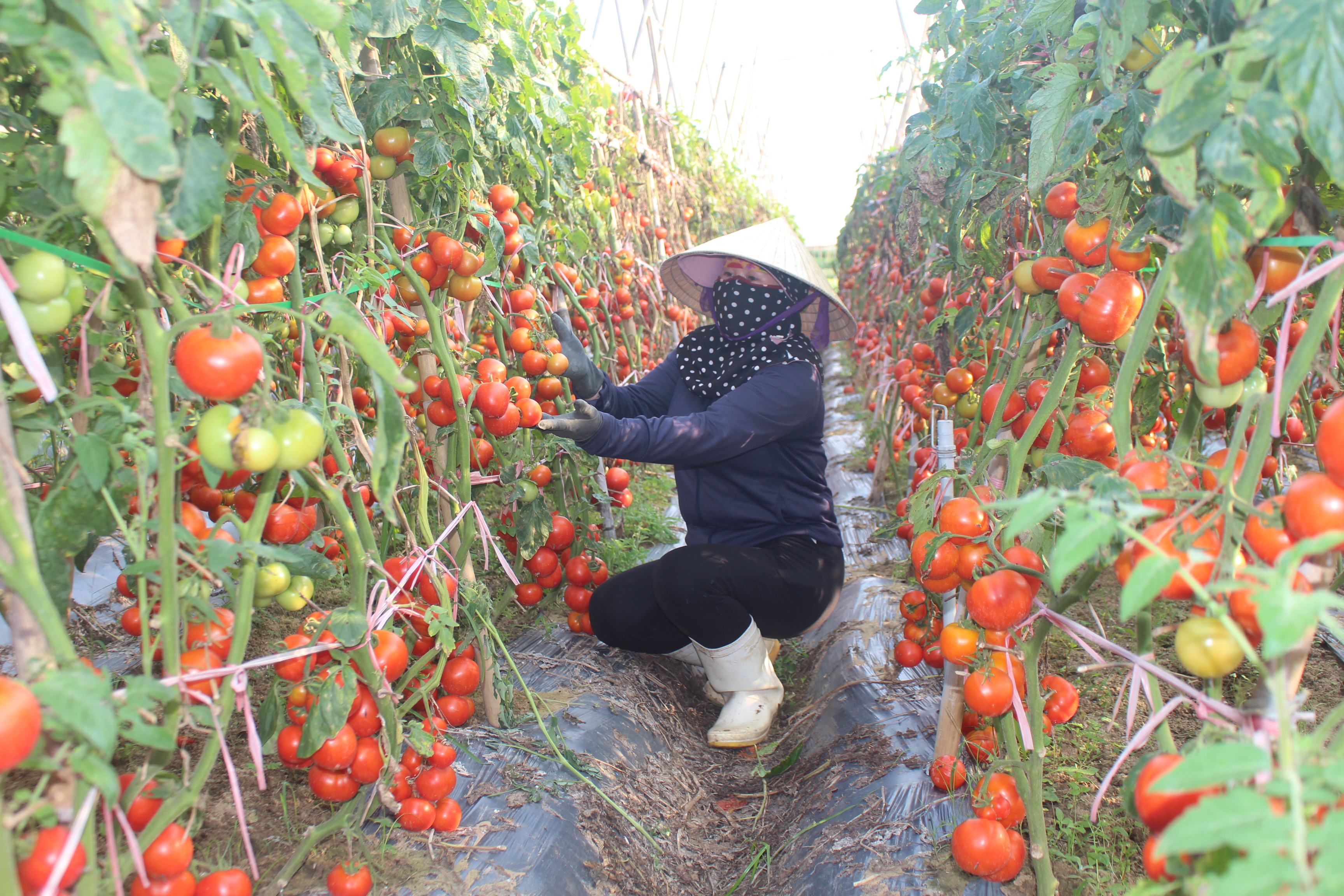  Giá thu mua thấp không có lời, nông dân Quỳnh Lưu để vườn cà chua chín rộ trên đồng. Ảnh: Việt Hùng.