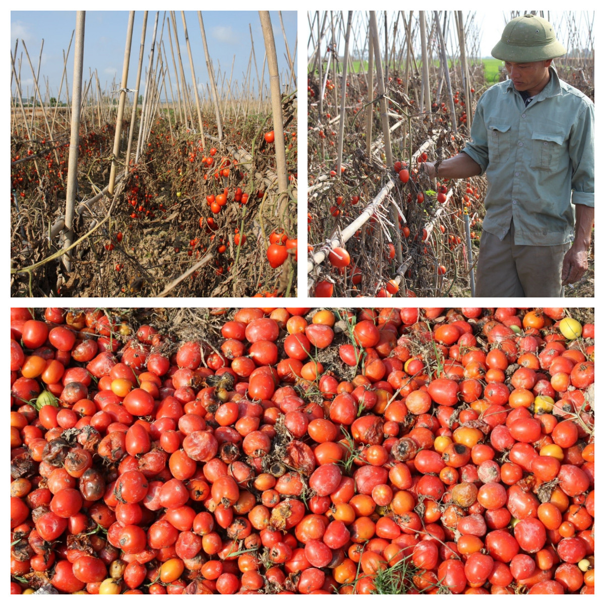 Thu  hoạch không có lãi, nông dân để cà chua chín rộ, khô cháy trên đồng. Ảnh: Việt Hùng