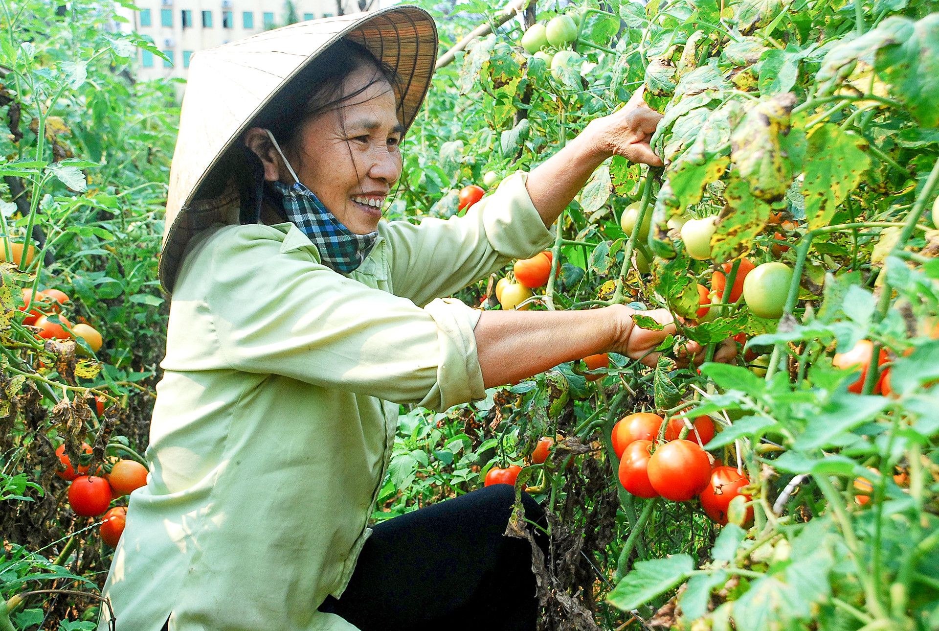 Mô hinh vườn nhà ở huyện Nghi Lộc phát huy hiệu quả. Ảnh: Thu Hương