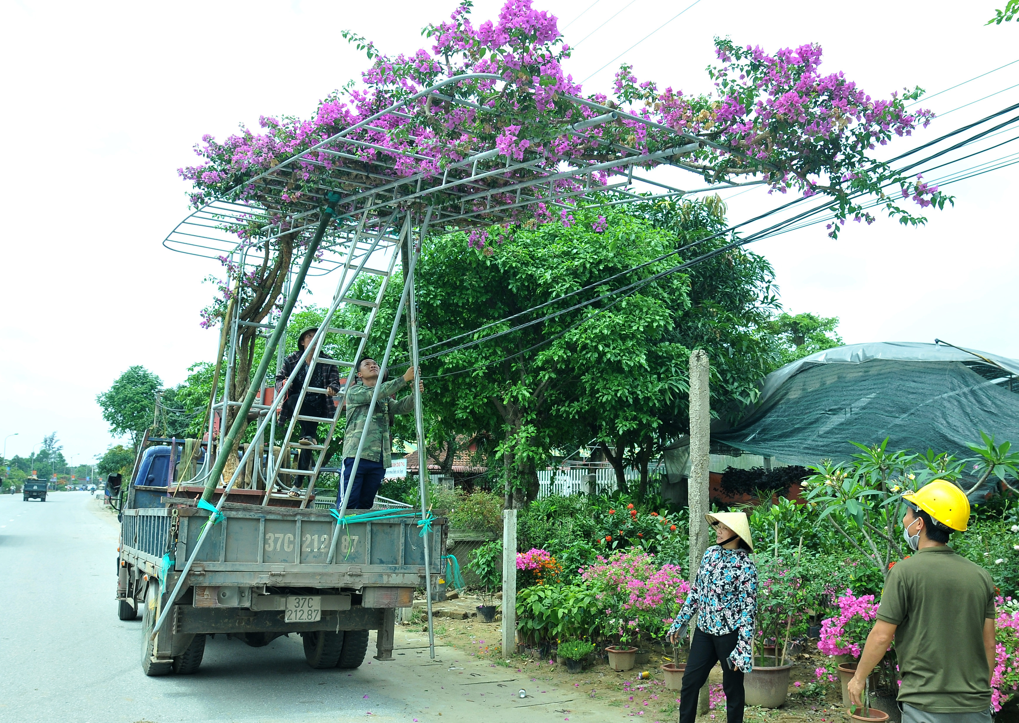 Một chậu hoa giấy leo giàn sắt có sải tay dài khoảng 5m vừa được bốc lên xe chuyên dụng để chở đến cho khách hàng. Ảnh: TĐ