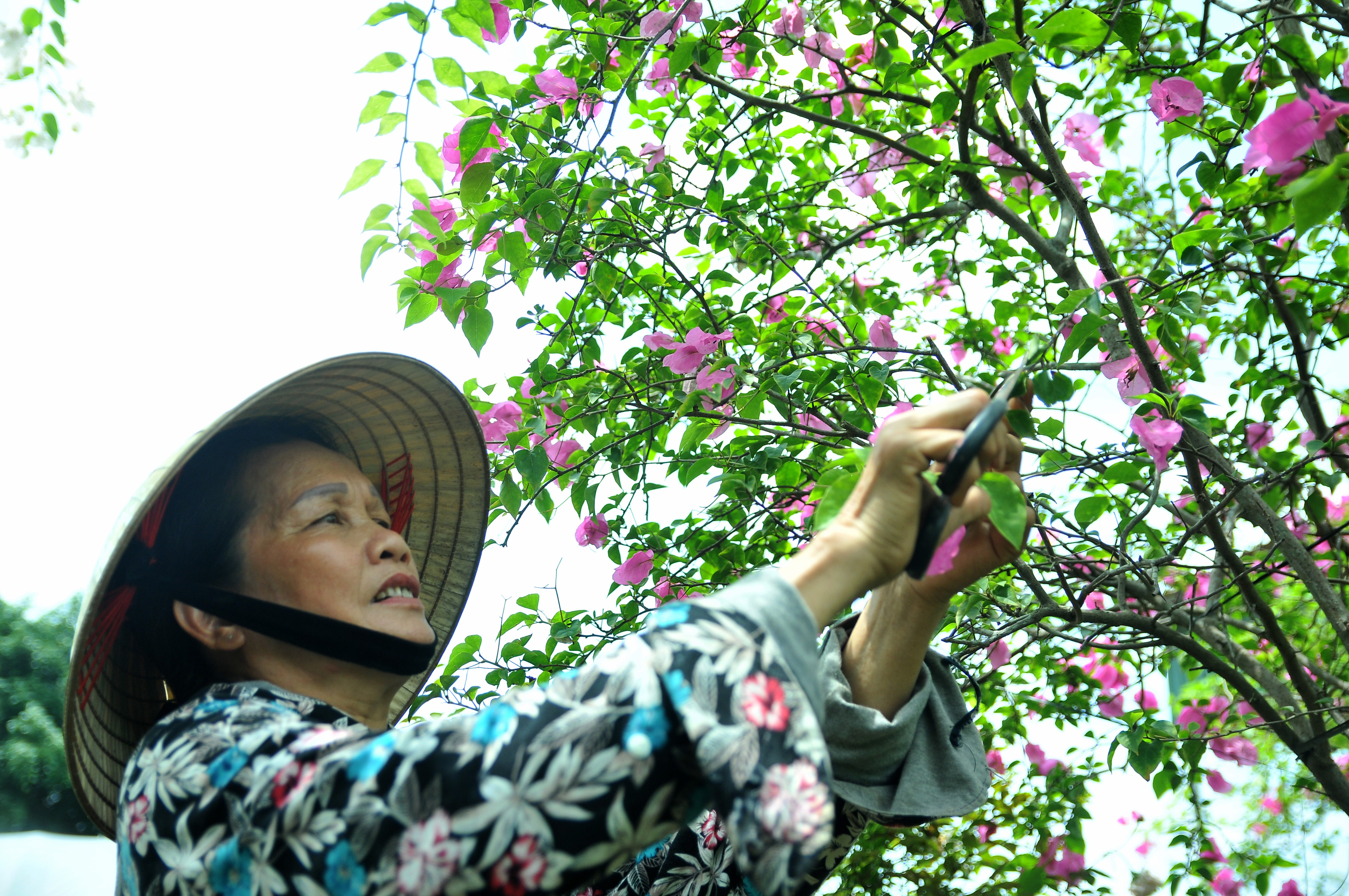 Vì hoa giấy leo lên giàn sắt cao nên các nhà vườn phải bắc thang mới cắt tỉa, chăm sóc được. Ảnh: TĐ