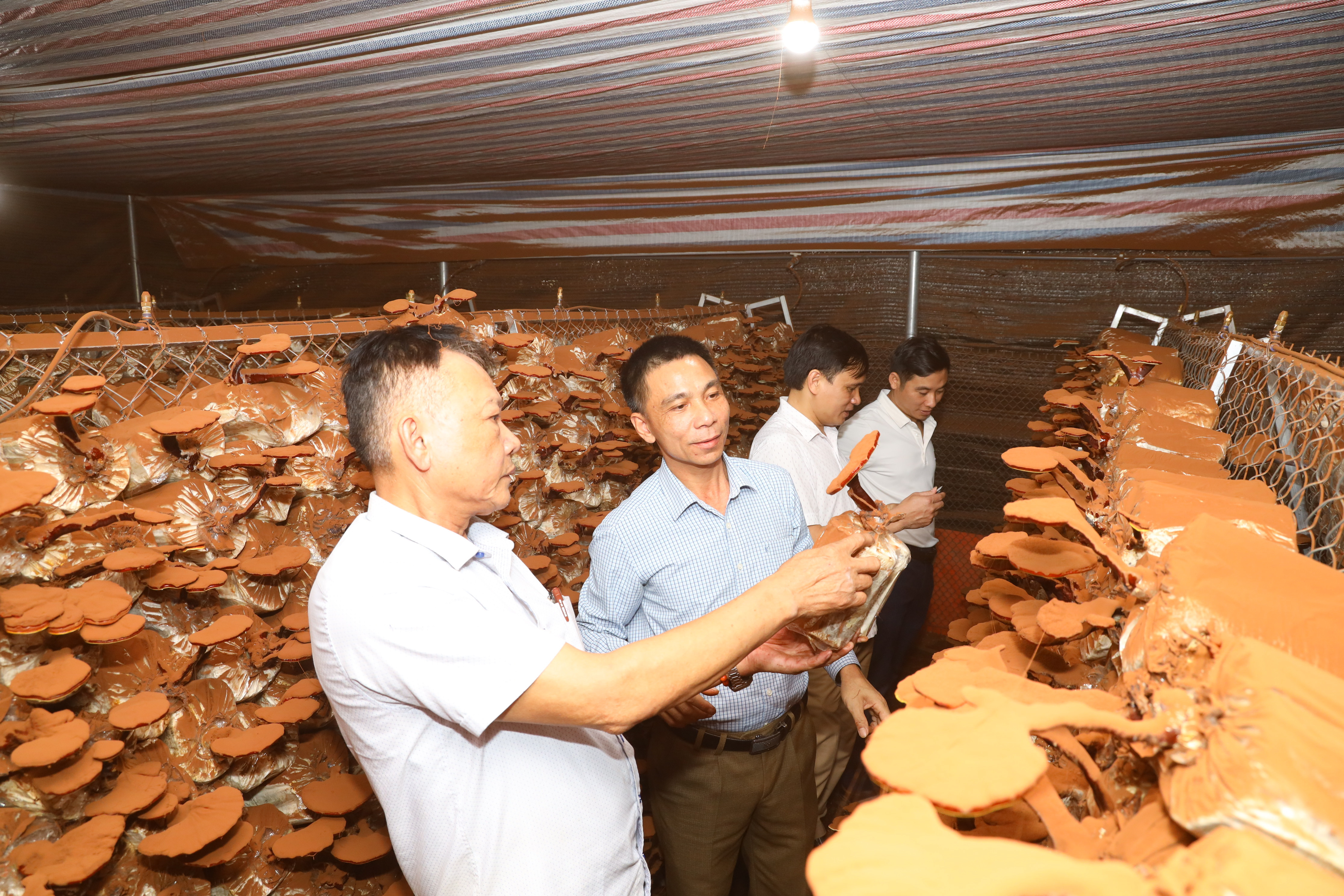 Ông Trần Hữu Sơn - Giám đốc Hợp tác xã nông nghiệp Nghĩa Thuận (TX. Thái Hòa) giới thiệu mô hình trồng nấm hương. Ảnh: Nguyên Nguyên