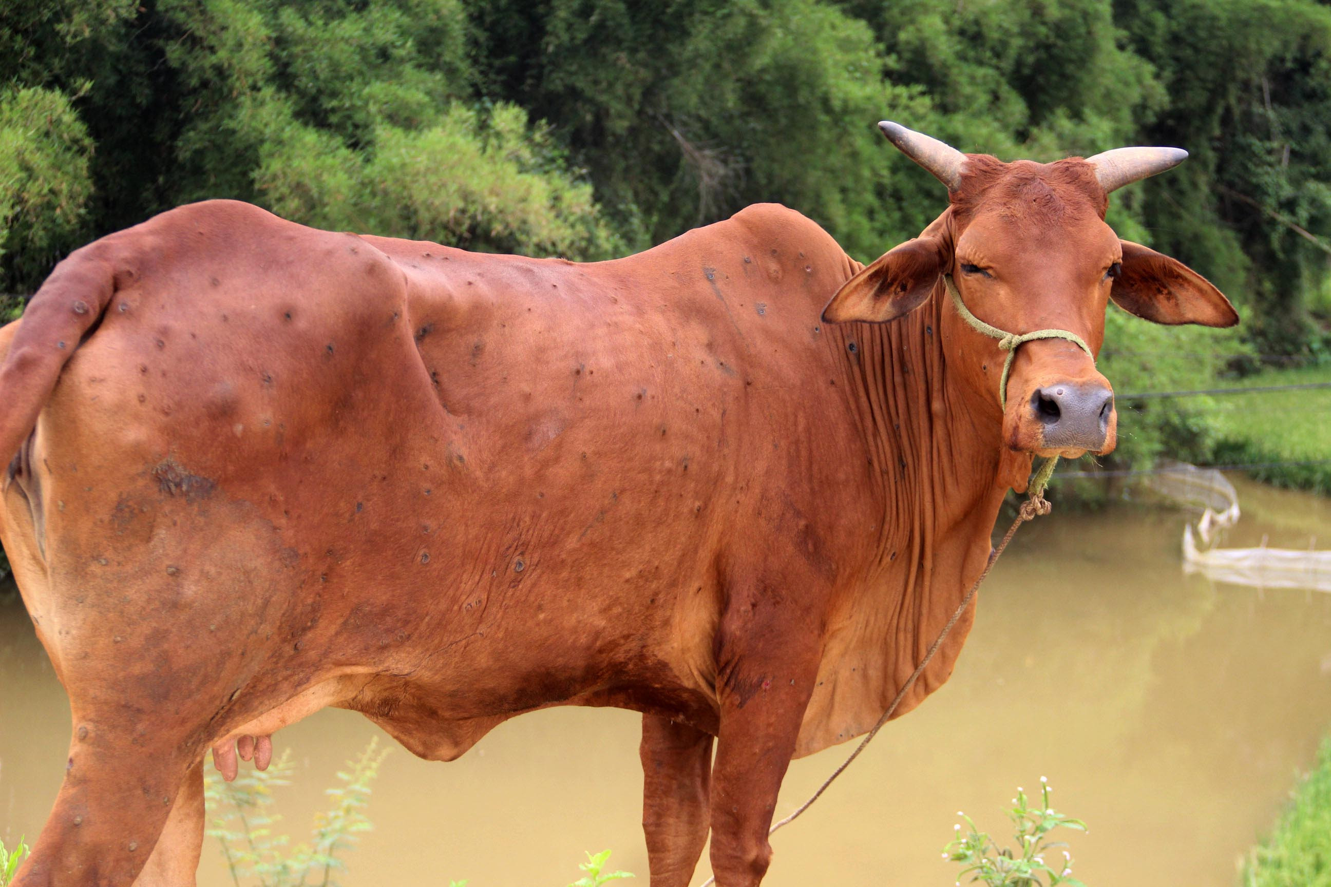 Một số con bò bị bệnh nặng, lở loét khắp người nhưng không được nhốt để điều trị mà thả ra ngoài môi trường. Ảnh: Q.A