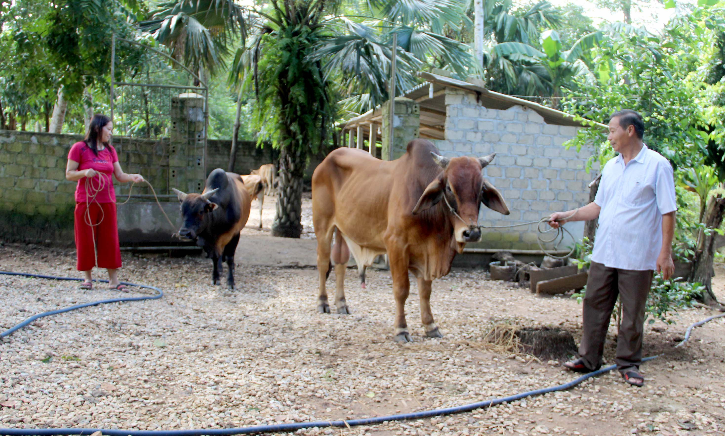 Cơ quan chức năng khuyến cáo người dân vùng dịch nuôi nhốt trâu bò, không thả rông để ngăn chặn sự lây lan của dịch bệnh. Ảnh: Q.A