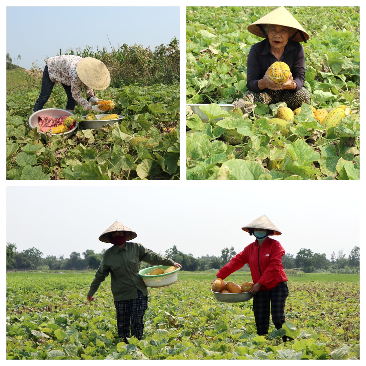 Hiện ưa bở đang rộ vụ thu hoạch, trung bình mỗi sào mang lại thu nhập cho người dân Nghi Hương khoảng 15-20 triệu đồng. Ảnh: Thanh Phúc